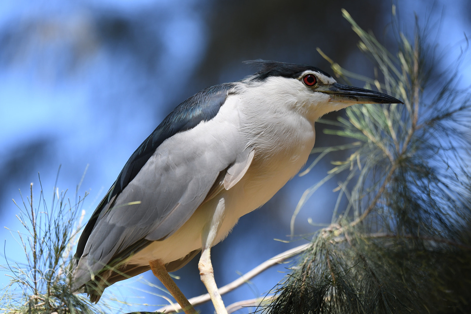 Tamron SP 70-200mm F2.8 Di VC USD sample photo. Black-crowned night heron photography