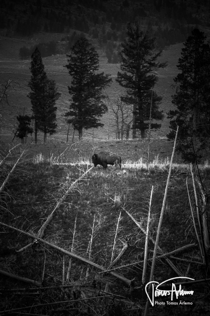 Canon EF 70-200mm F2.8L IS USM sample photo. Yellowstone bison photography