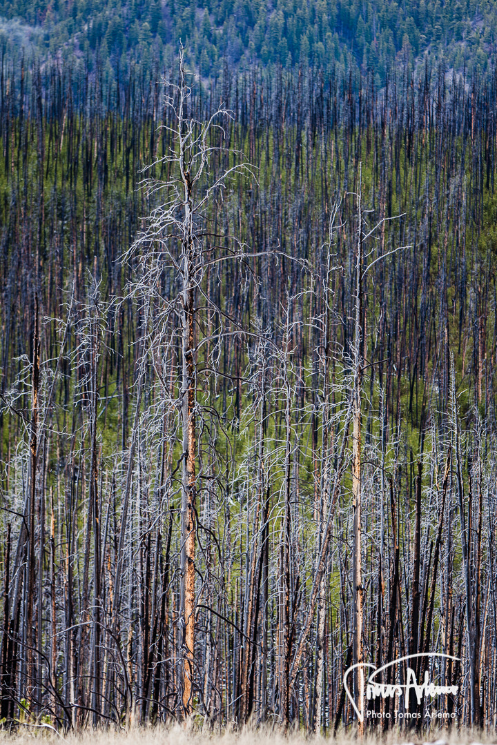 Canon EF 70-200mm F2.8L IS USM sample photo. Ghost trees photography