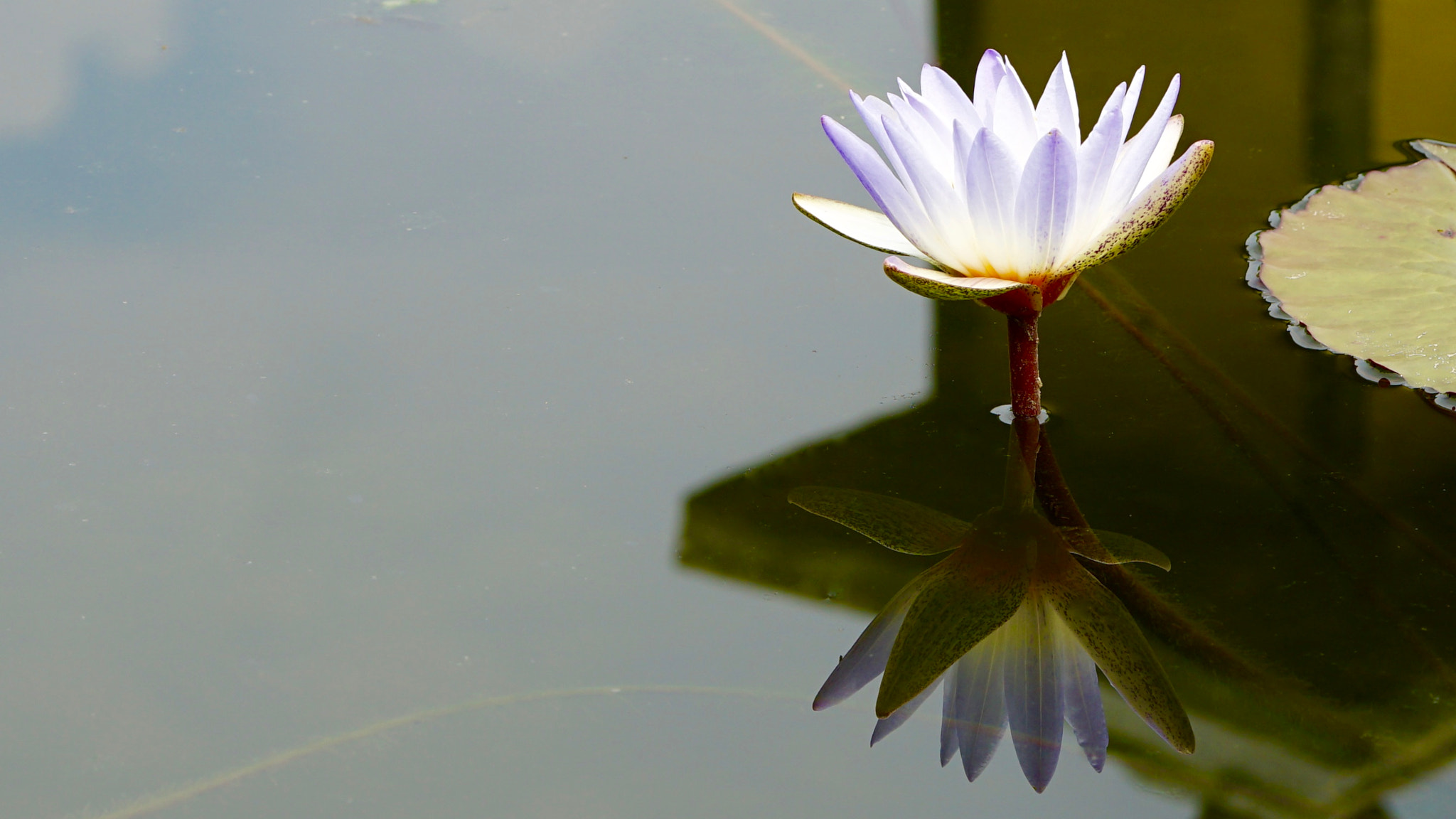 Sony a7 II + Sony FE 90mm F2.8 Macro G OSS sample photo. Water lily photography