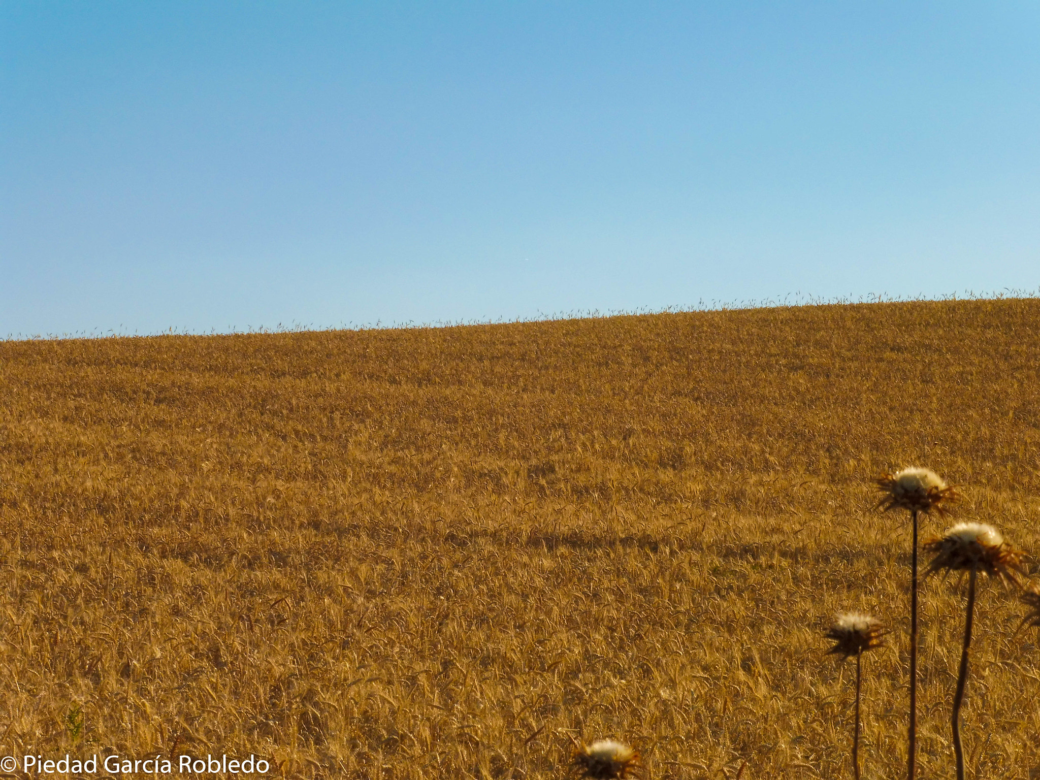 Panasonic Lumix DMC-ZS45 (Lumix DMC-TZ57) sample photo. Summer field photography