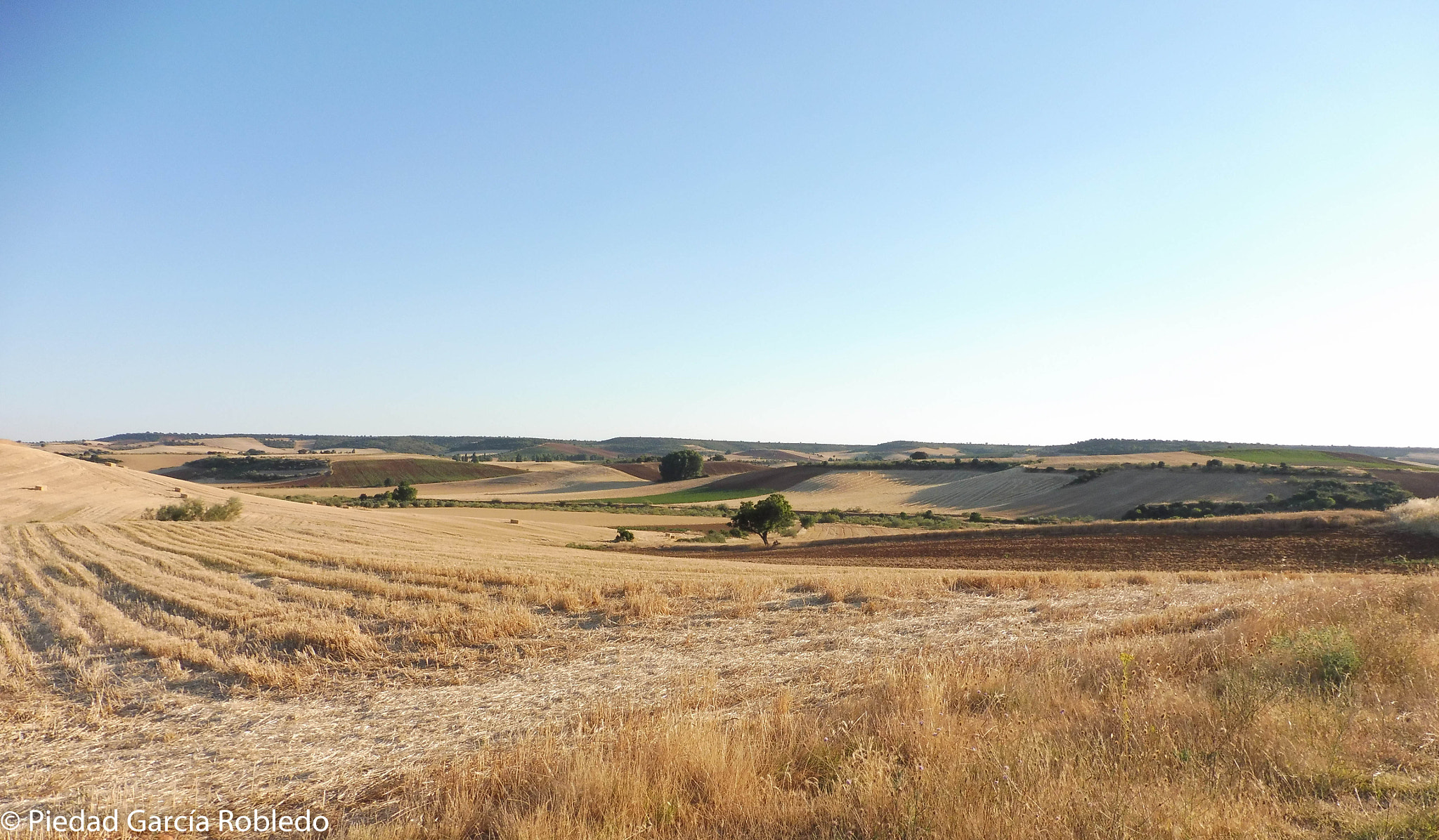 Panasonic Lumix DMC-ZS45 (Lumix DMC-TZ57) sample photo. Summer field photography