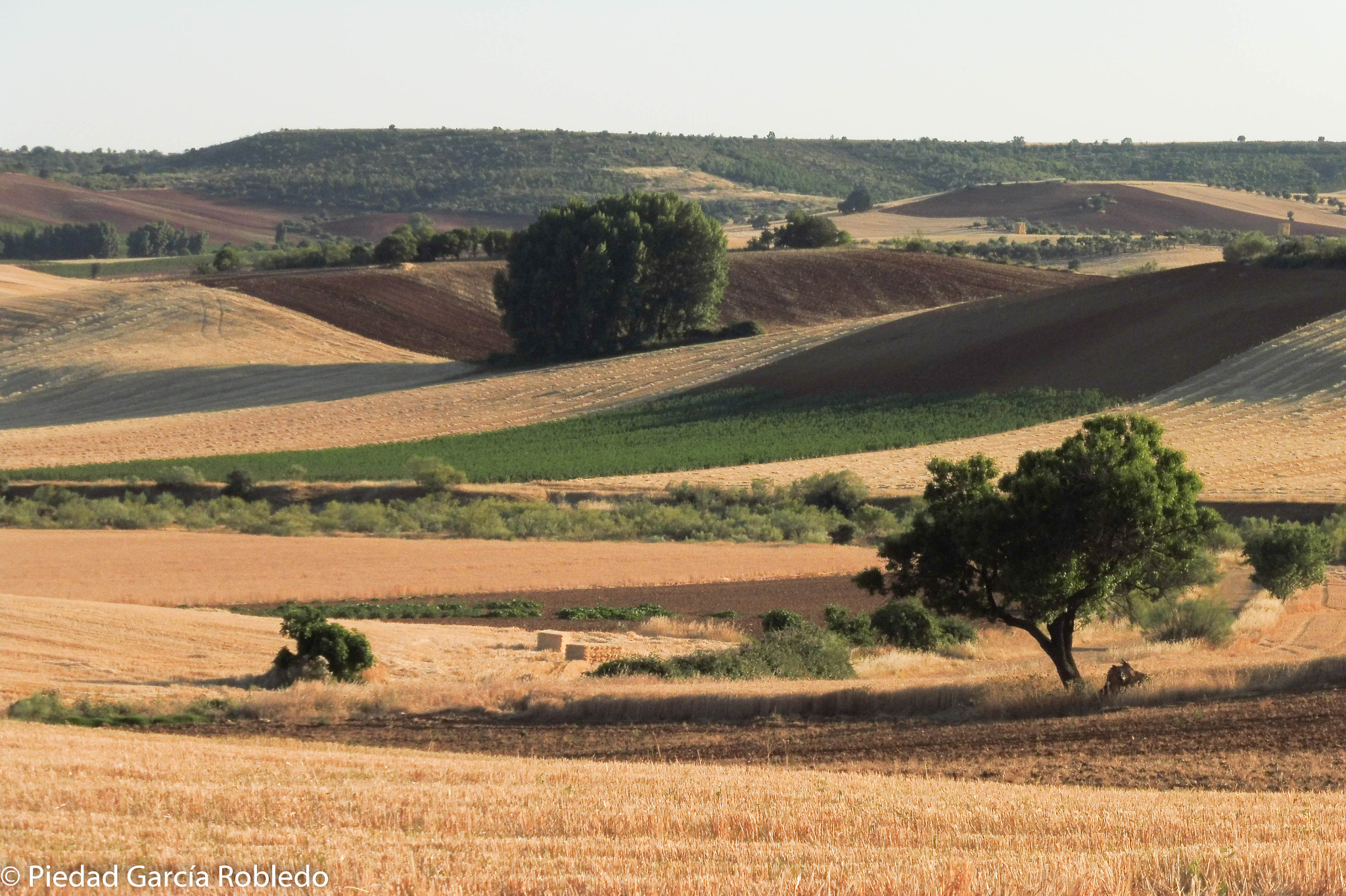 Panasonic Lumix DMC-ZS45 (Lumix DMC-TZ57) sample photo. Summer field photography