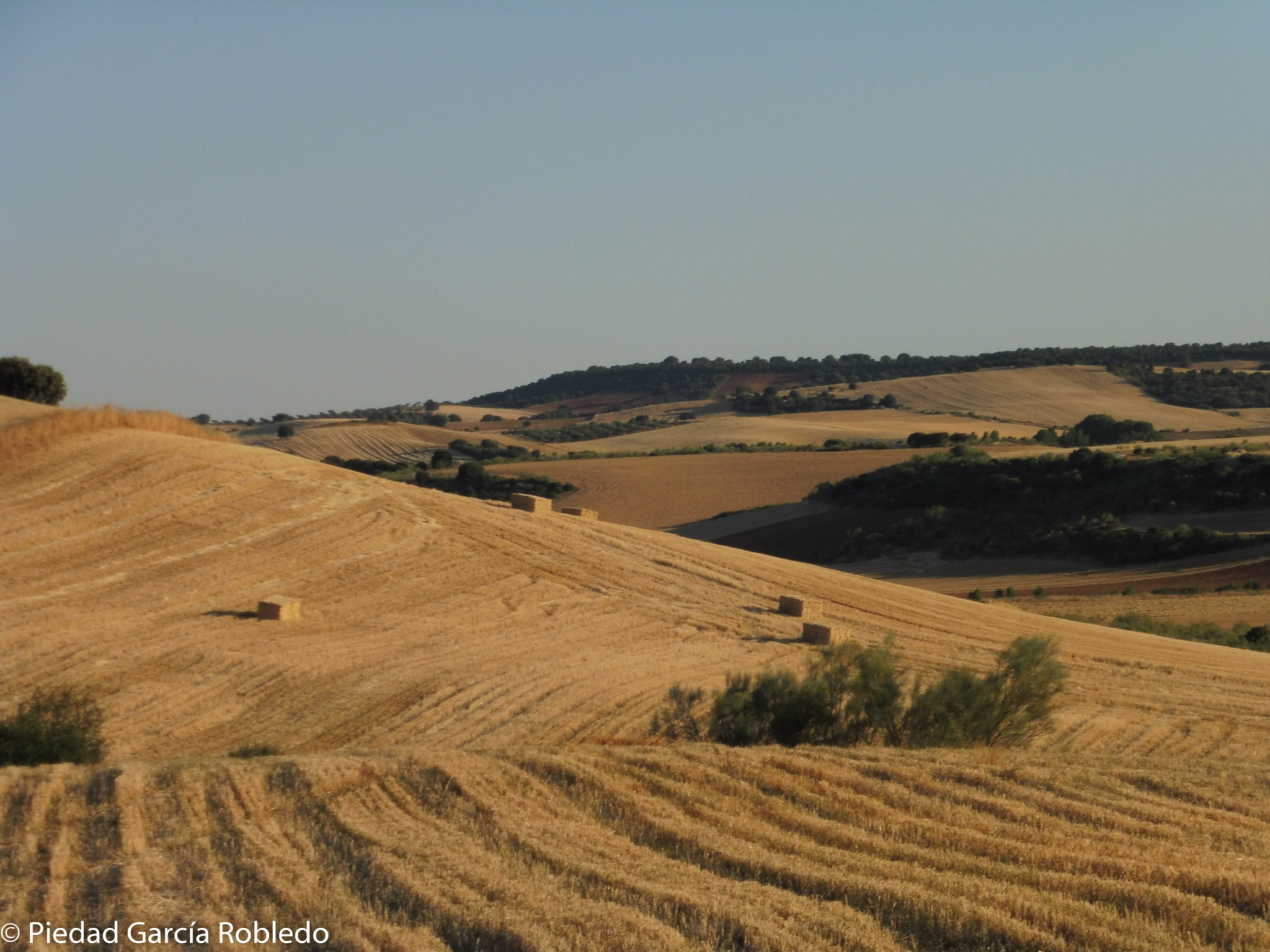 Panasonic Lumix DMC-ZS45 (Lumix DMC-TZ57) sample photo. Summer field photography