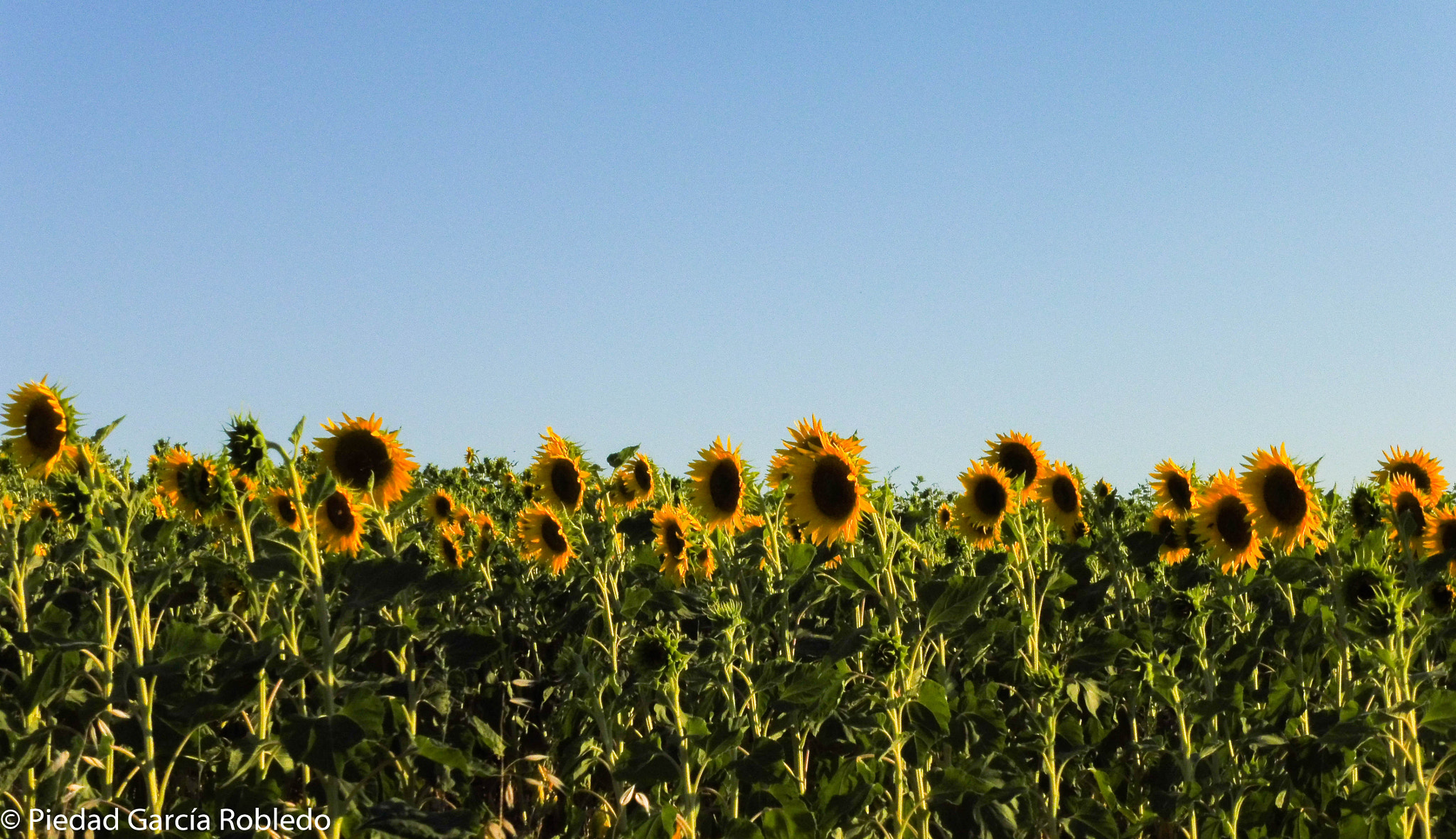 Panasonic Lumix DMC-ZS45 (Lumix DMC-TZ57) sample photo. Girasoles photography