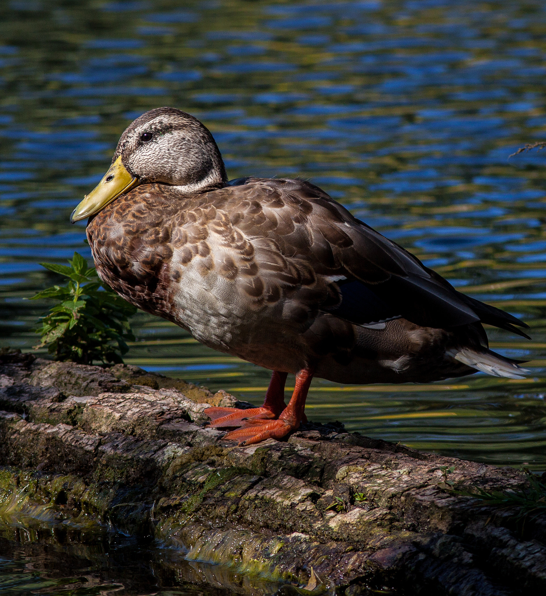 Canon EOS 50D + Canon EF 300mm F4L IS USM sample photo. Warming in the morning sun photography