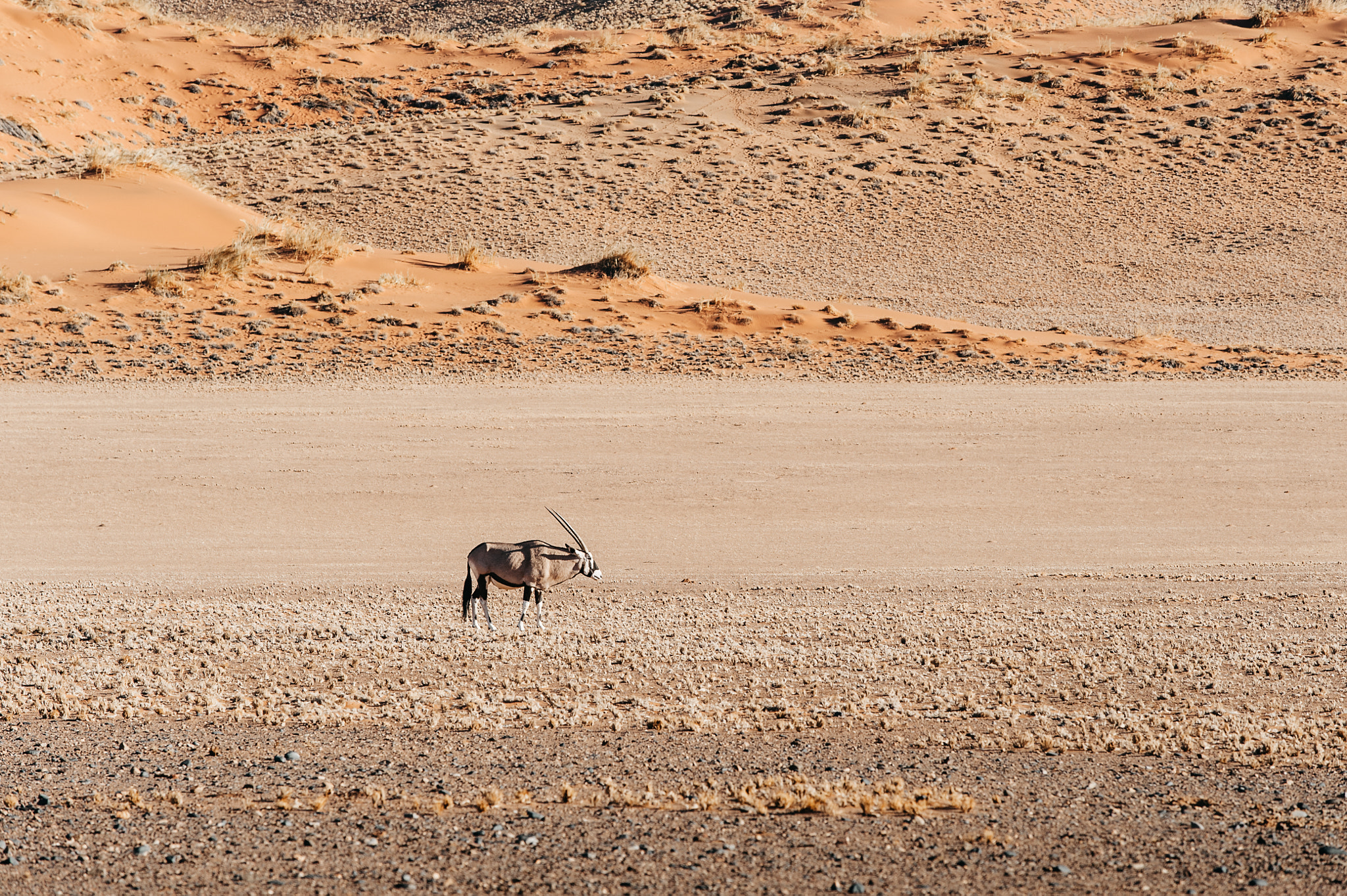 Nikon AF-S Nikkor 70-200mm F4G ED VR sample photo. Oryx at sossusvlei photography