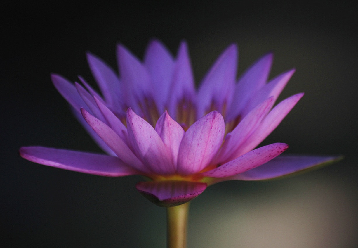 Sigma 70-300mm F4-5.6 APO DG Macro sample photo. Purple waterlily photography