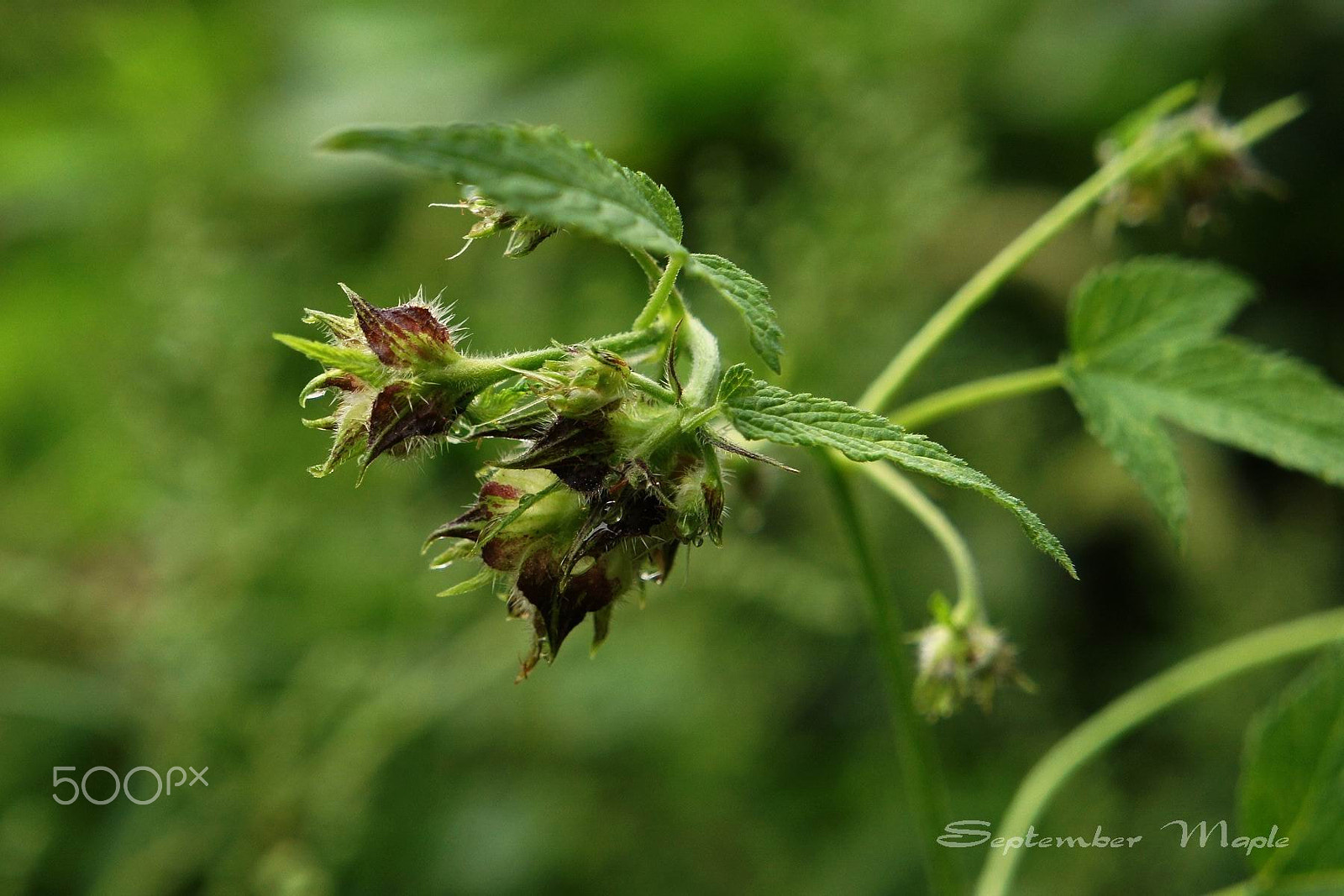 Sony NEX-5C + Sony E 18-55mm F3.5-5.6 OSS sample photo. 野生葎草 photography