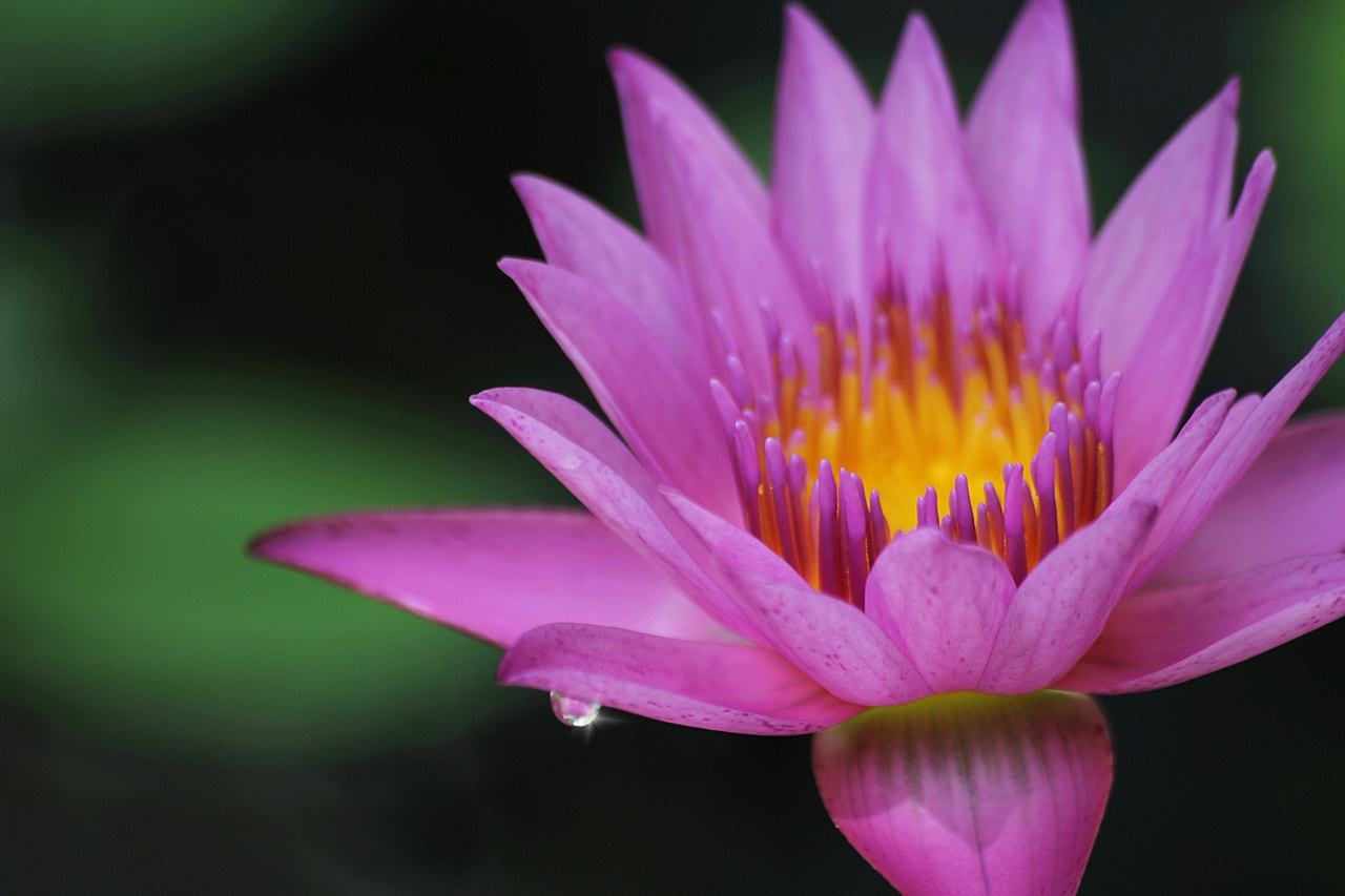Sigma 70-300mm F4-5.6 APO DG Macro sample photo. Pink waterlily photography