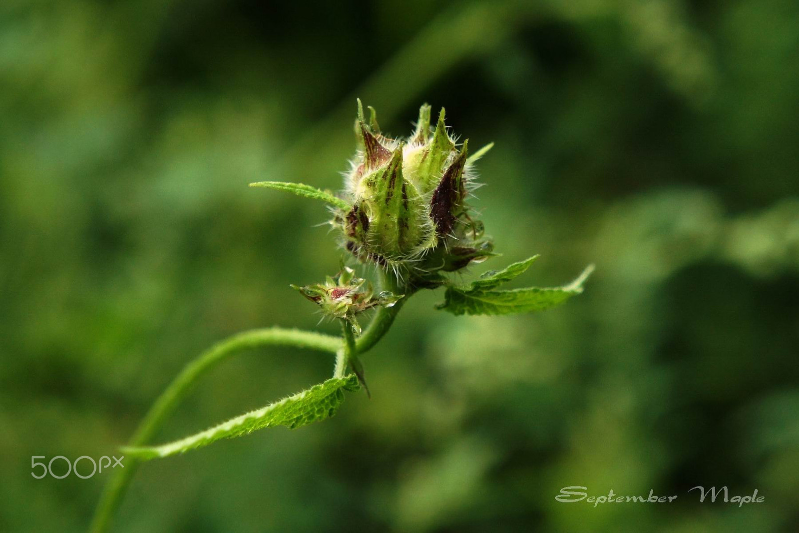 Sony NEX-5C sample photo. 野生葎草 [拉拉藤] photography