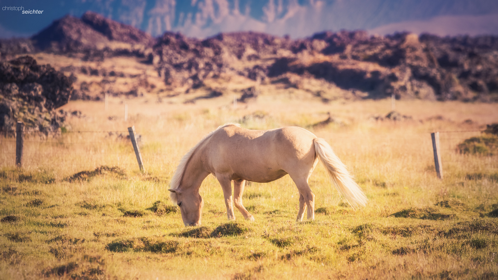 Sony a7R II + Sony DT 50mm F1.8 SAM sample photo. Iceland horse photography