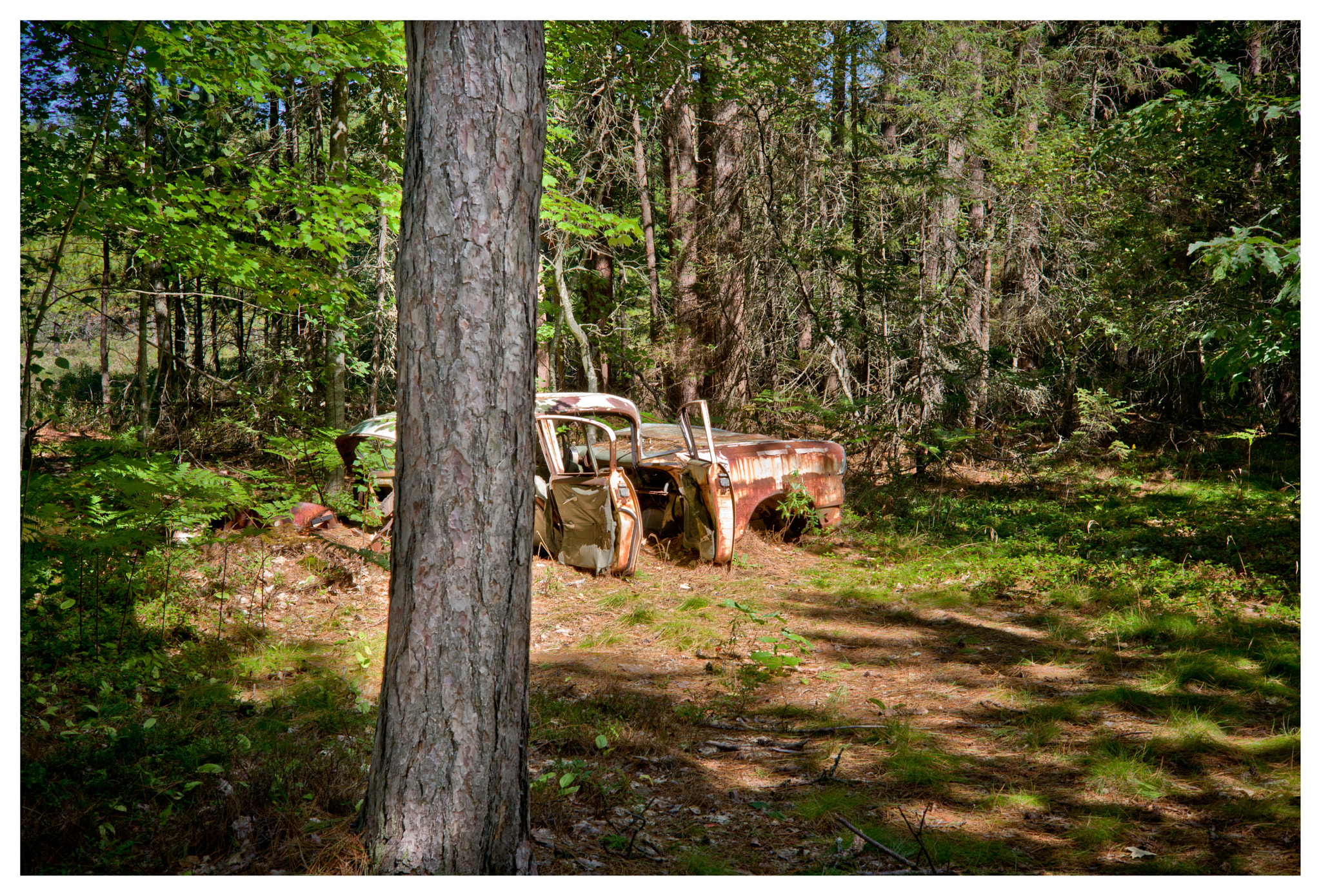 Leica Summarit-M 50mm F2.4 sample photo. In the sticks. photography