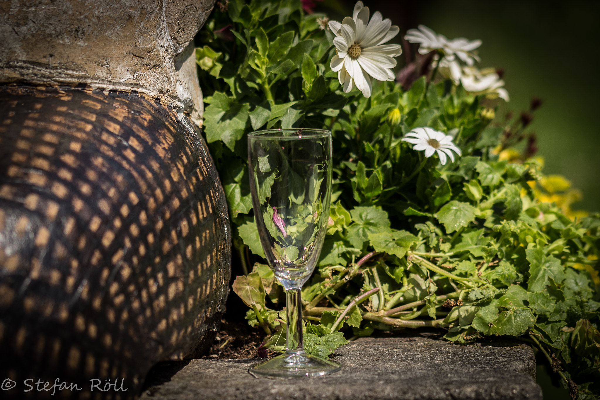 Sigma 105mm F2.8 EX DG OS HSM sample photo. Botanischer garten augsburg photography