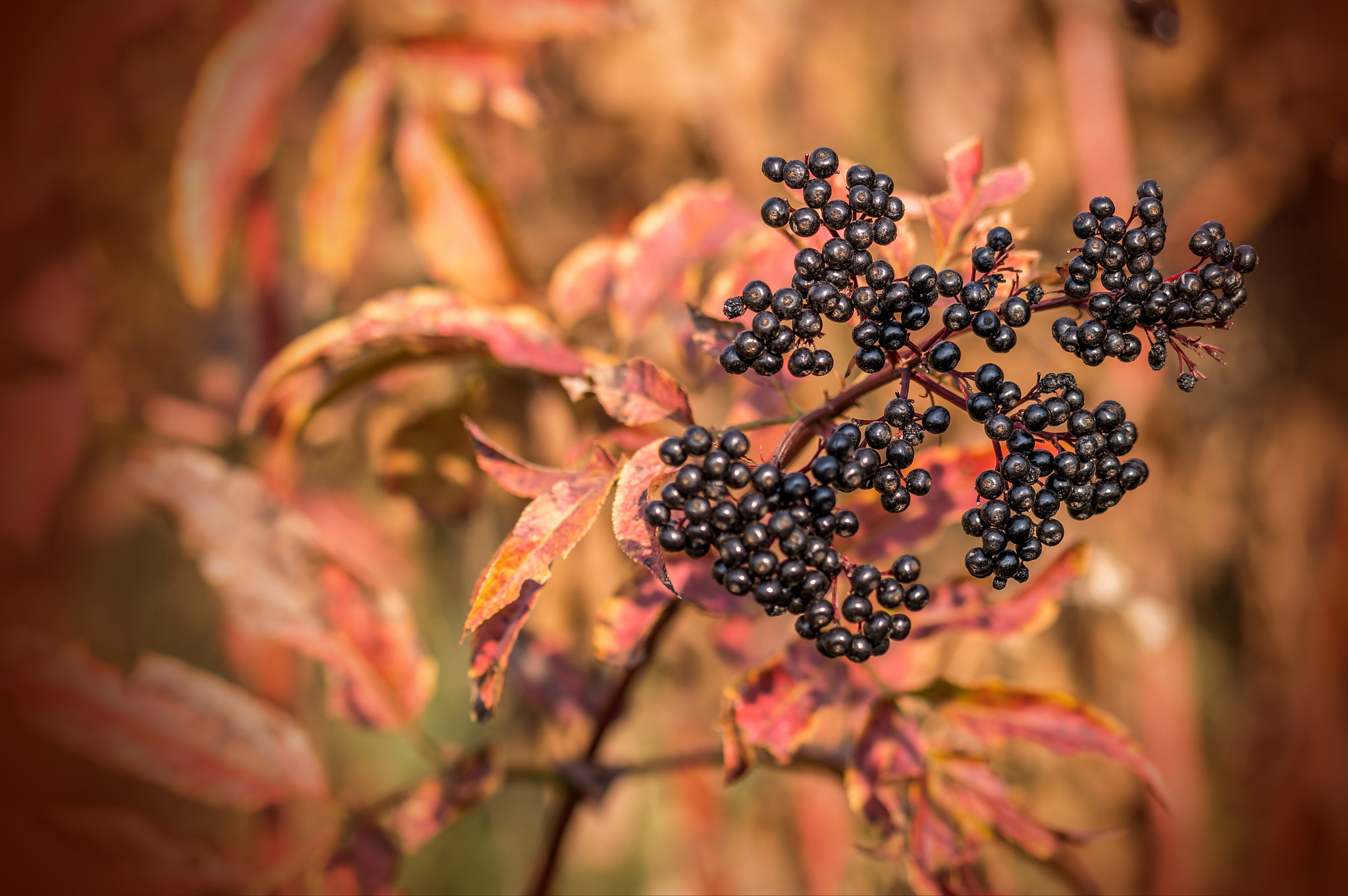 Sigma 105mm F2.8 EX DG OS HSM sample photo. A burgundy world photography