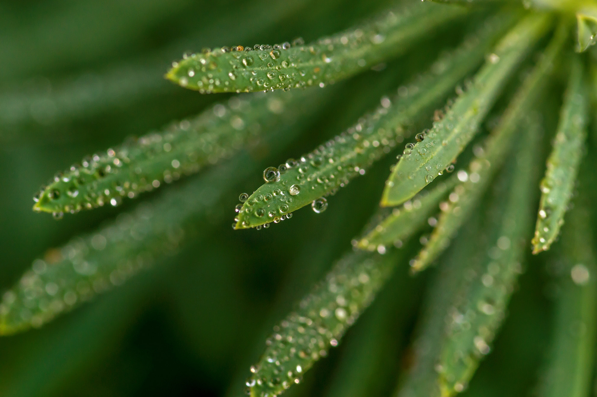 Sigma 105mm F2.8 EX DG OS HSM sample photo. The unseen world... photography