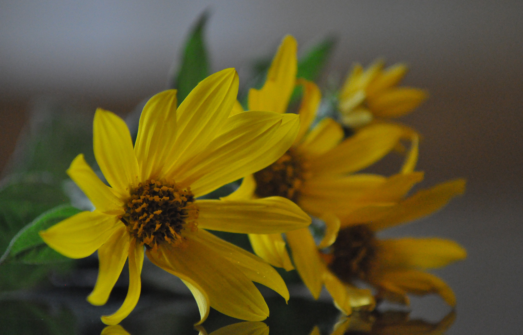 Nikon D90 + AF Zoom-Nikkor 70-210mm f/4 sample photo. Helianthus. photography