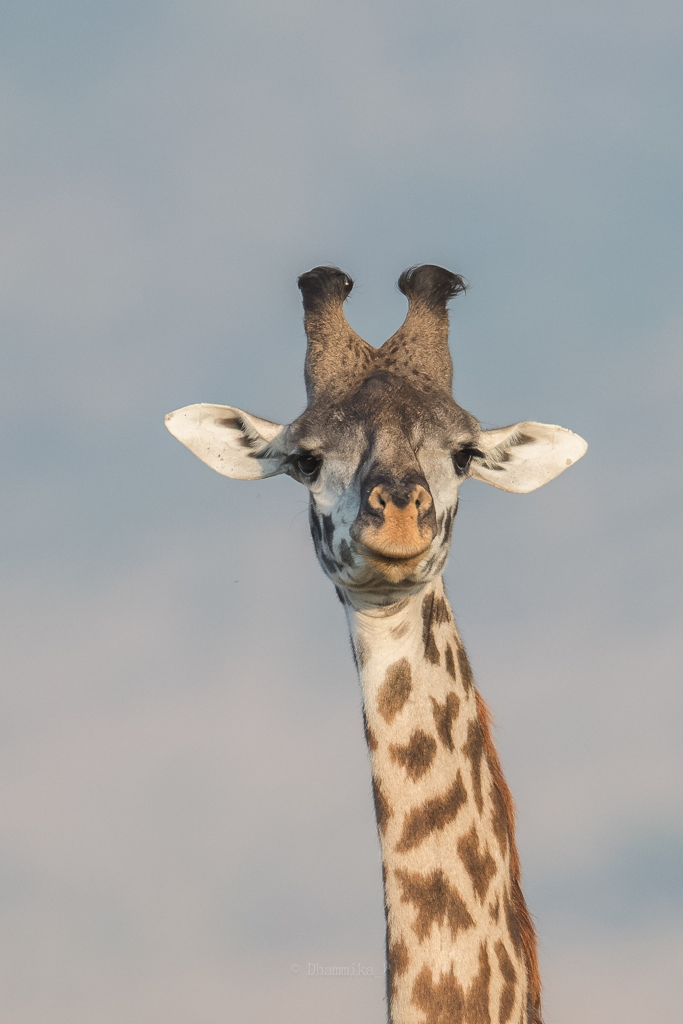 Nikon D500 + Nikon AF-S Nikkor 400mm F2.8G ED VR II sample photo. Giraffe portrait photography