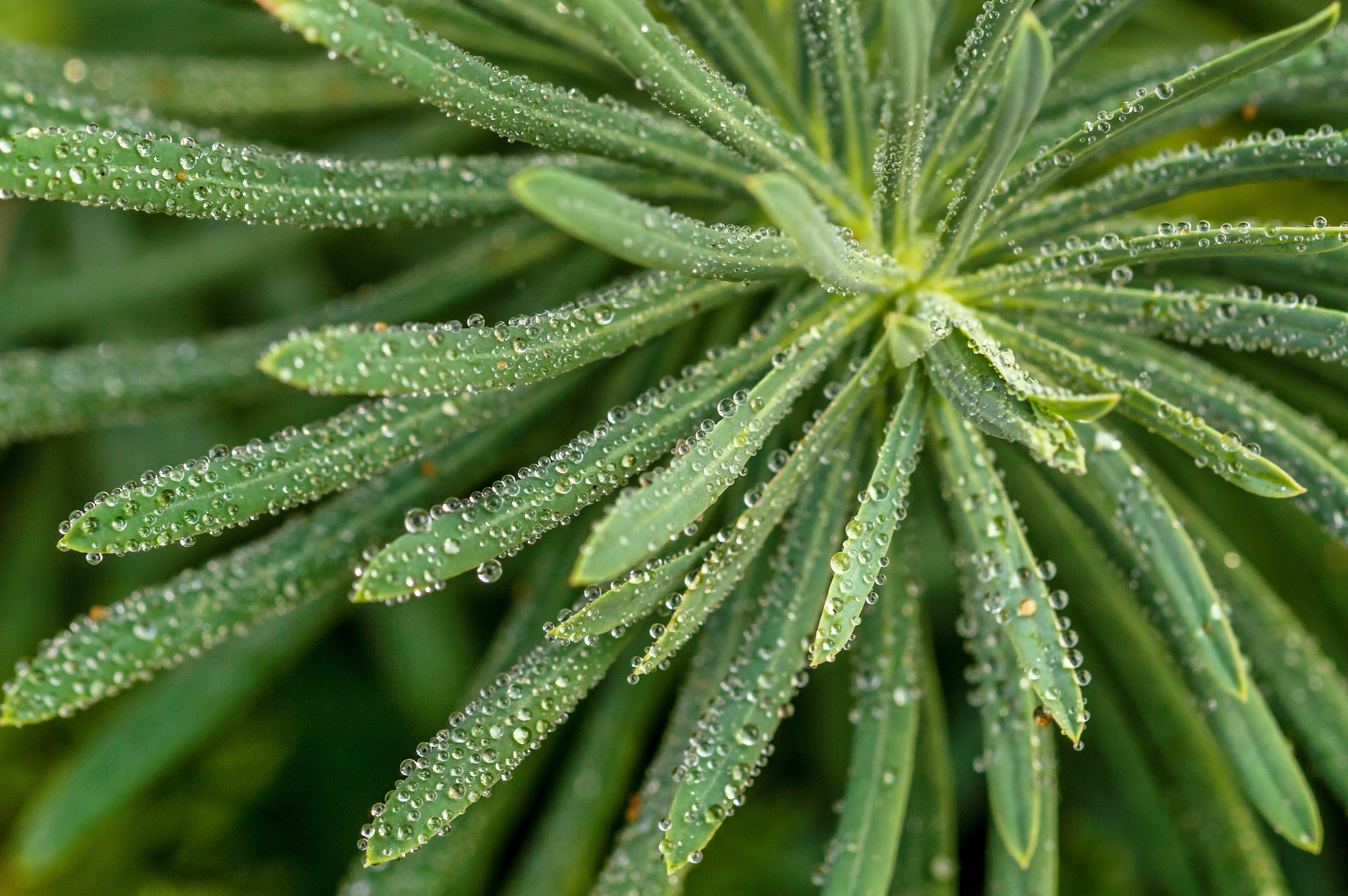 Sigma 105mm F2.8 EX DG OS HSM sample photo. Morning bliss photography