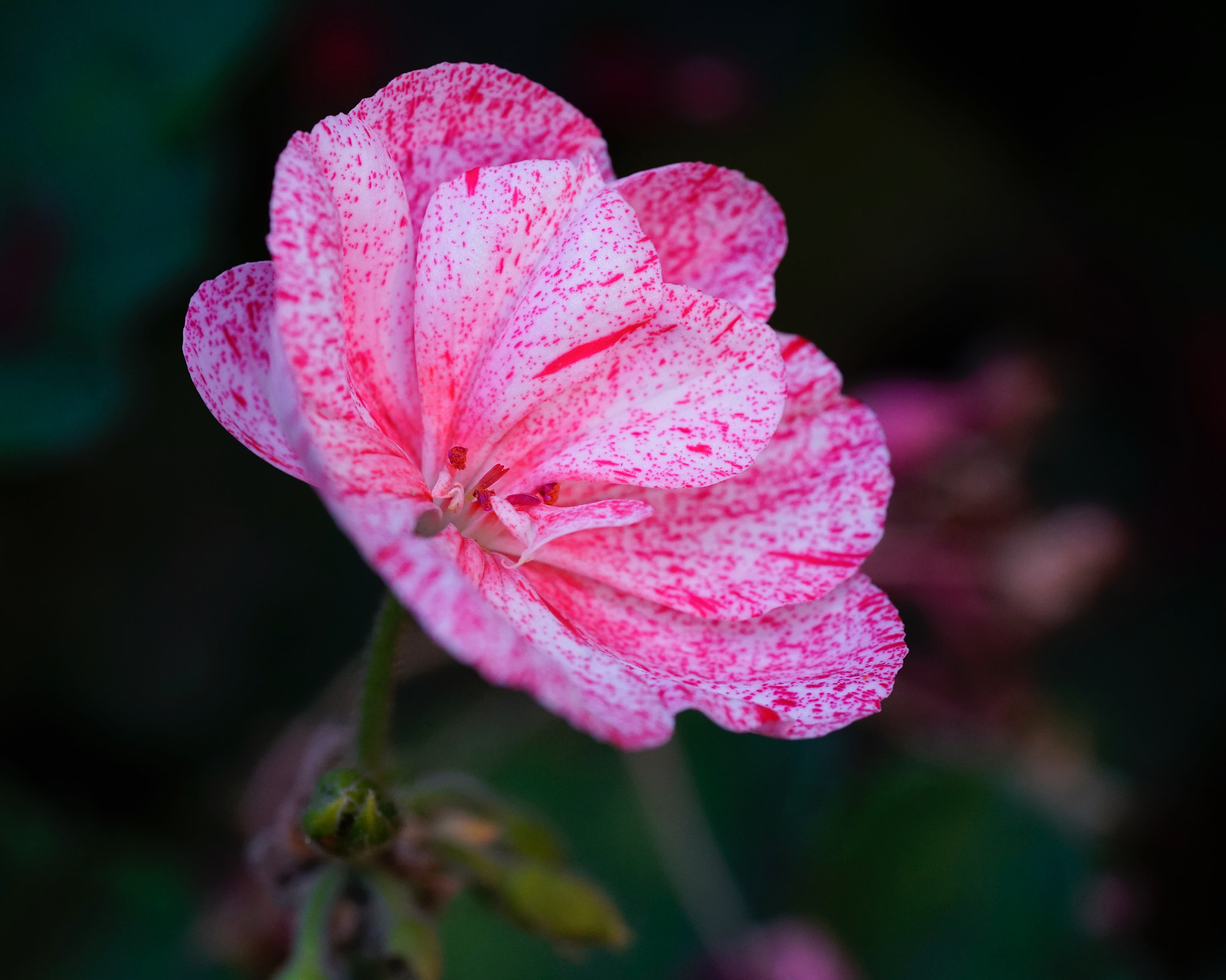 Sony a7 II + Sony FE 90mm F2.8 Macro G OSS sample photo. 星星點點放光芒 photography