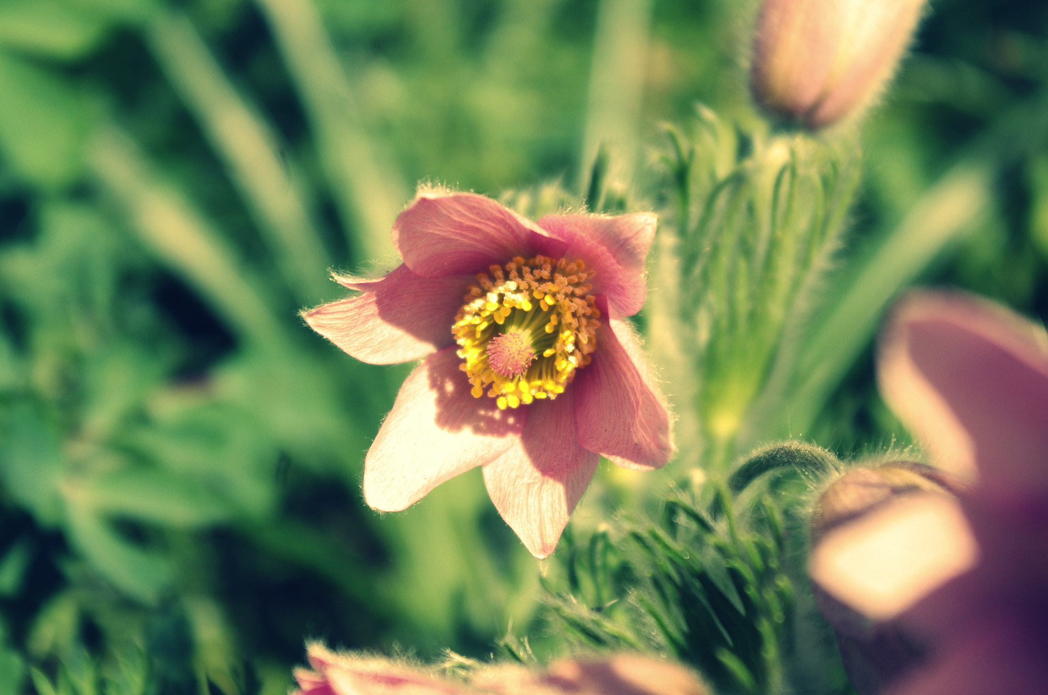 Pentax K-x sample photo. Pasque flower photography