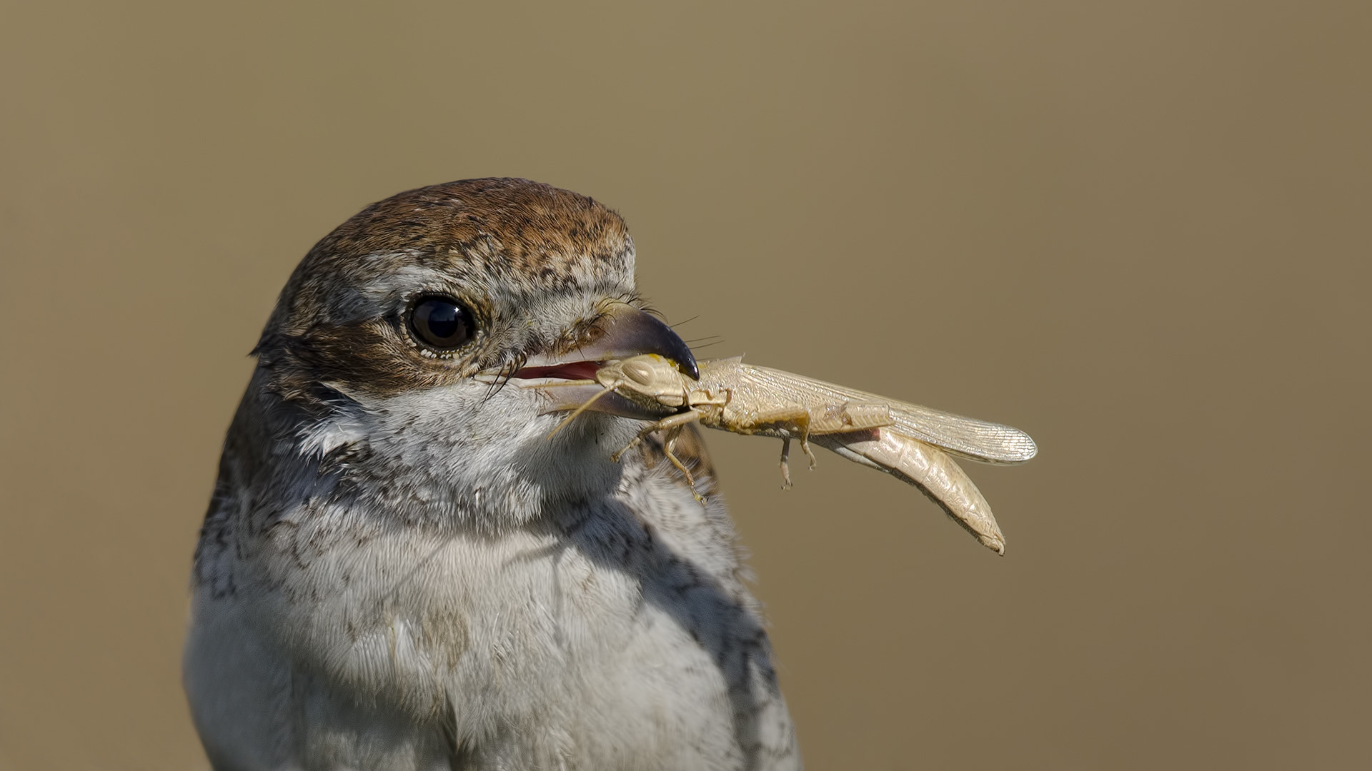 Nikon D7000 + Nikon AF-S Nikkor 500mm F4G ED VR sample photo. Kızılsırtlı örümcekkuşu » lanius collurio » red-ba photography