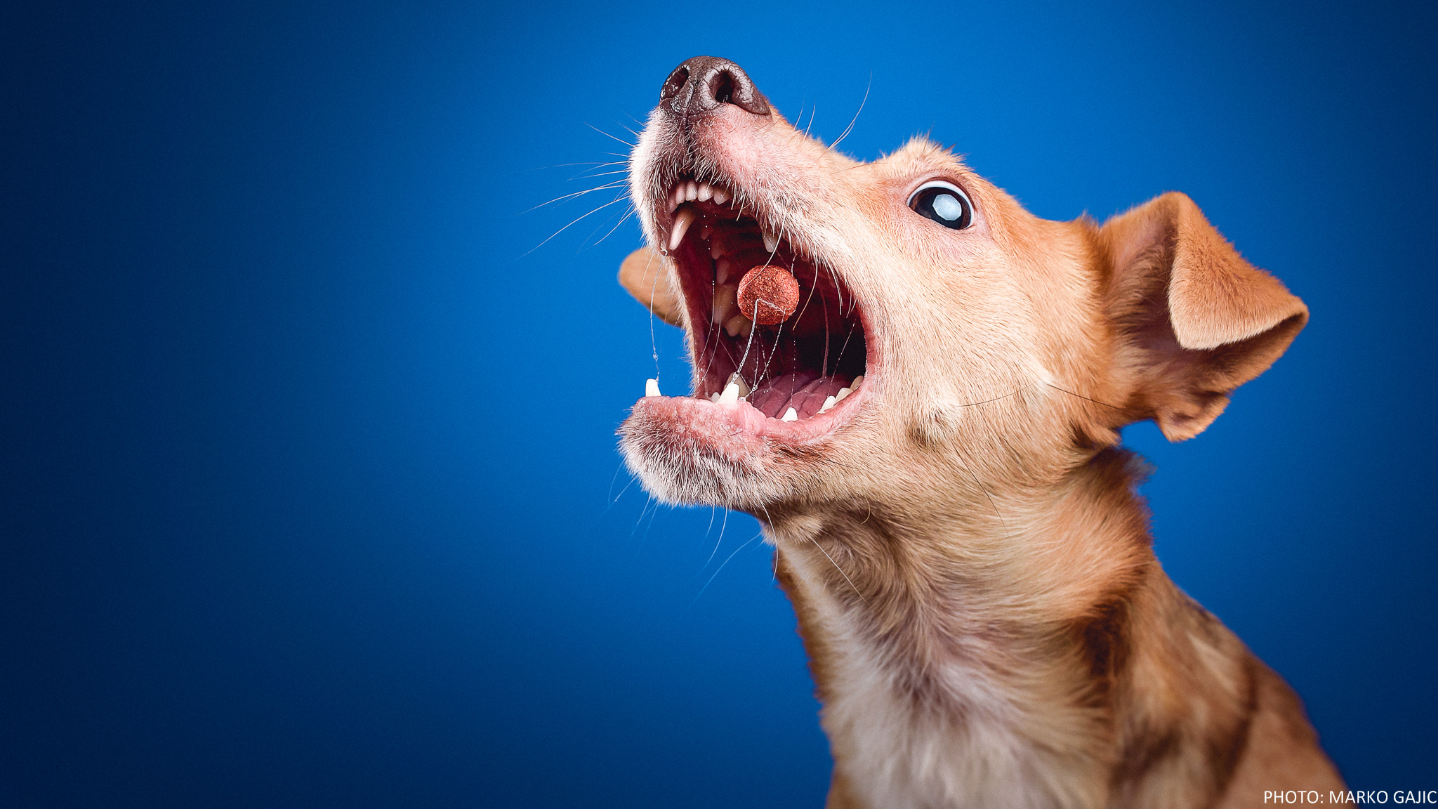 Nikon D7200 + Sigma 35mm F1.4 DG HSM Art sample photo. Doggy catching a biscuit photography