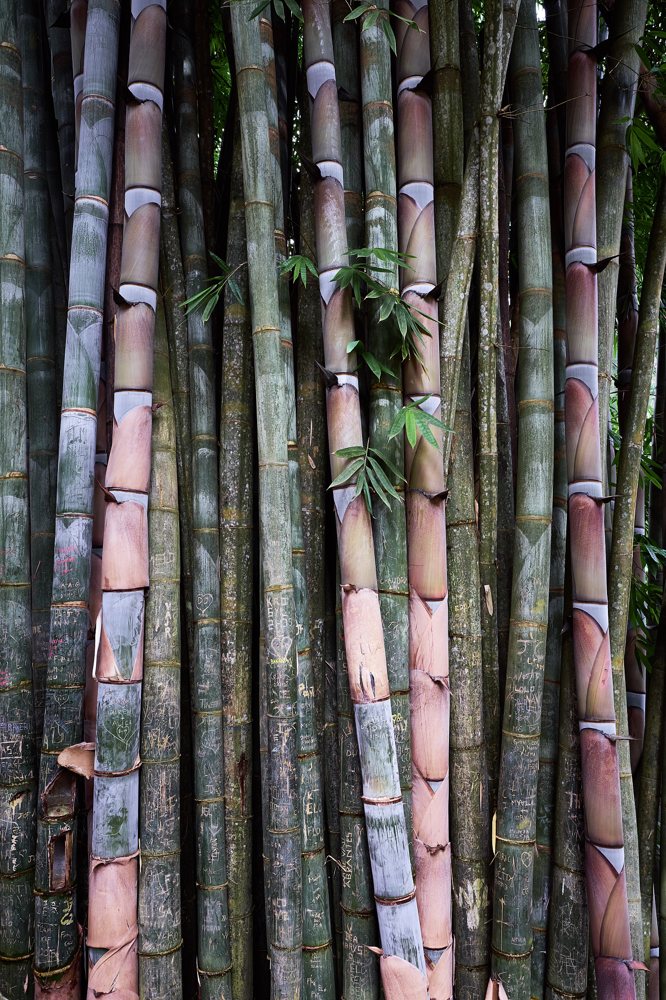 Fujifilm X-E1 + Fujifilm XF 16mm F1.4 R WR sample photo. Bamboo in réunion island photography