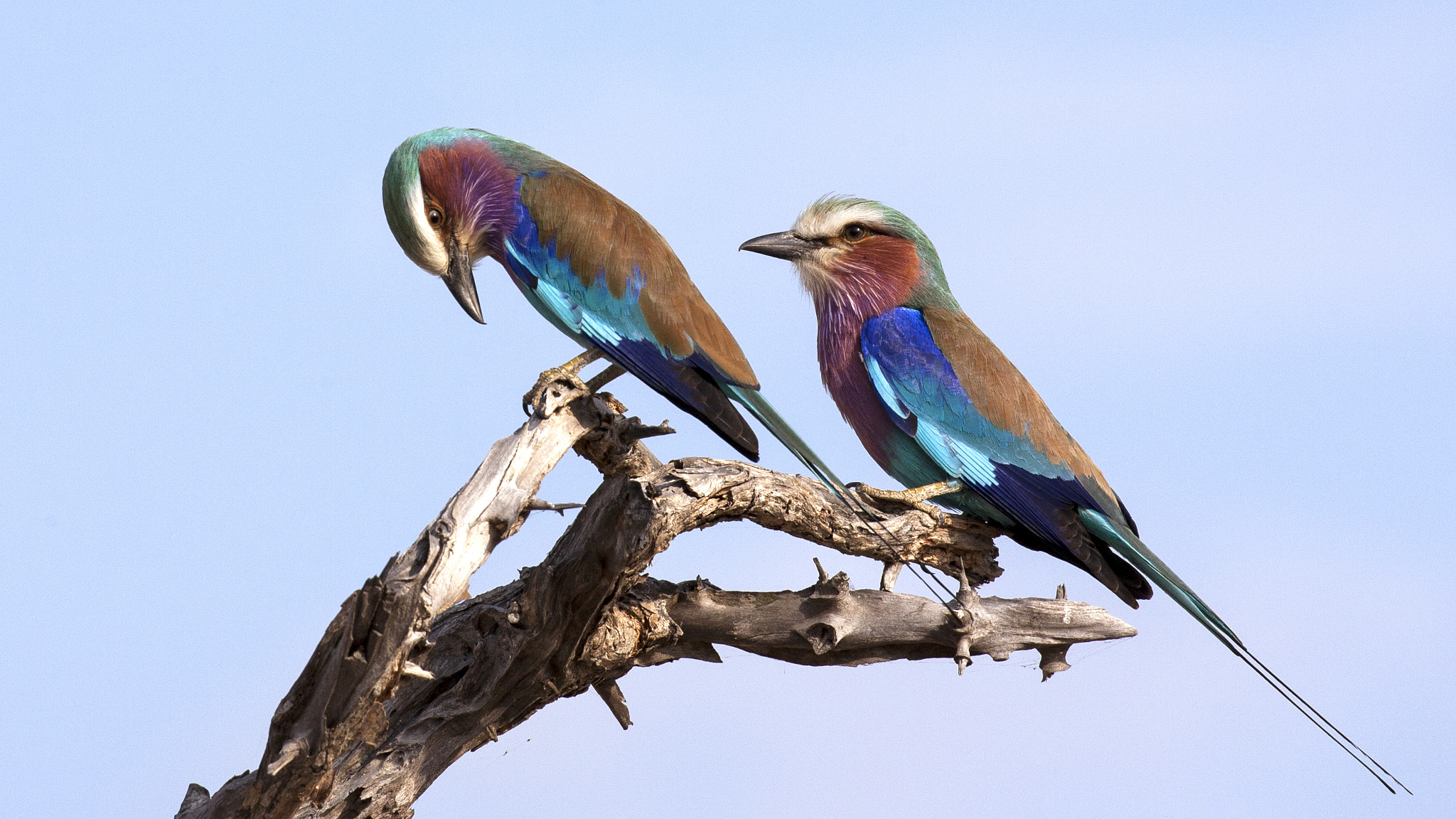 Canon EF-S 10-22mm F3.5-4.5 USM sample photo. Selous birds photography