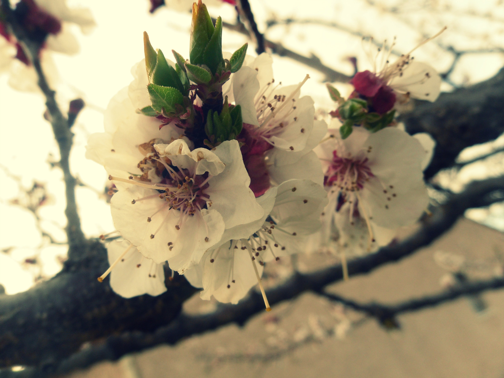 Samsung PL55/ VLUU PL55/  SL502/  PL57 sample photo. Fleur photography