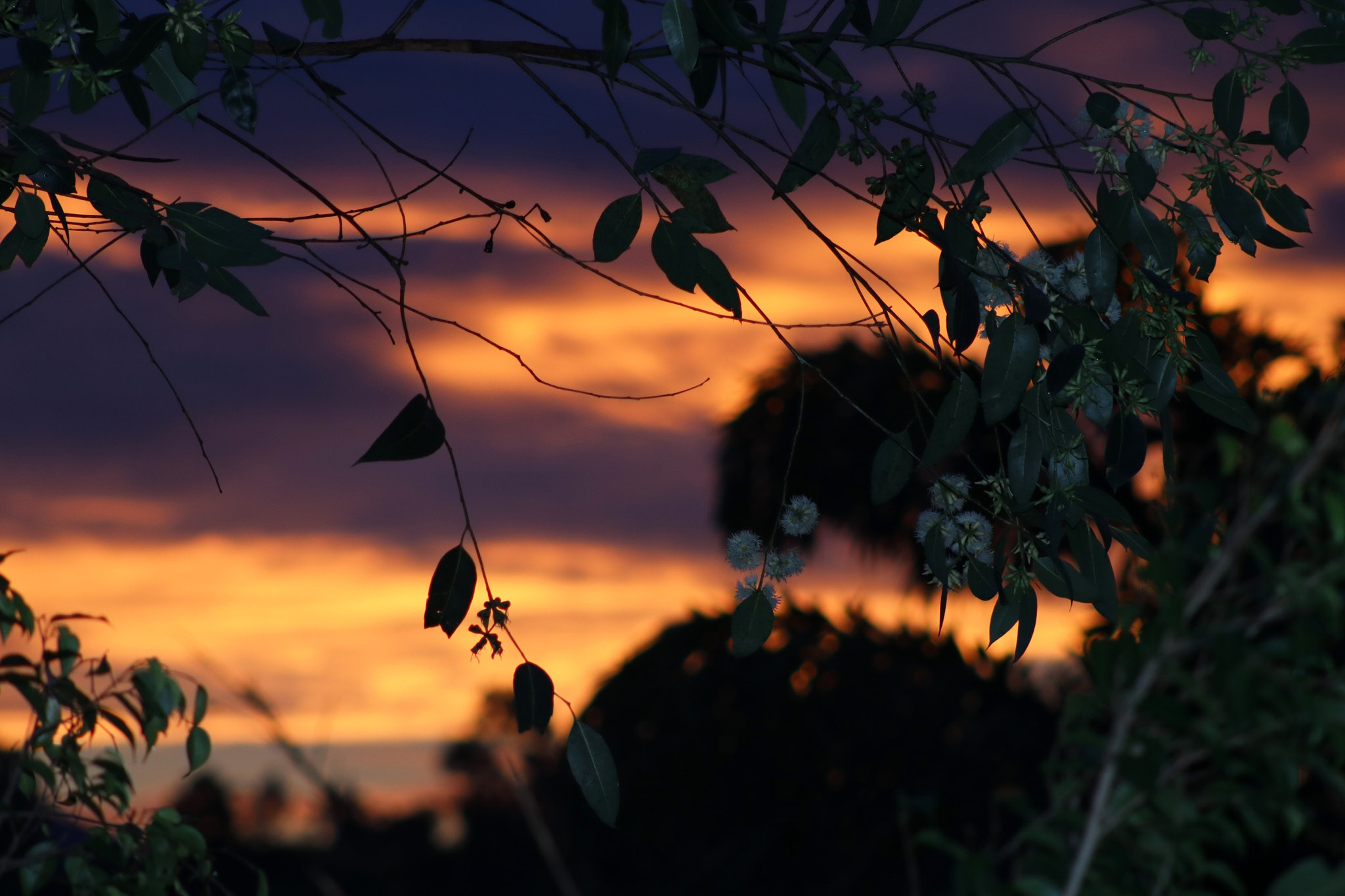 Canon EOS 80D + EF75-300mm f/4-5.6 sample photo. Evening photography