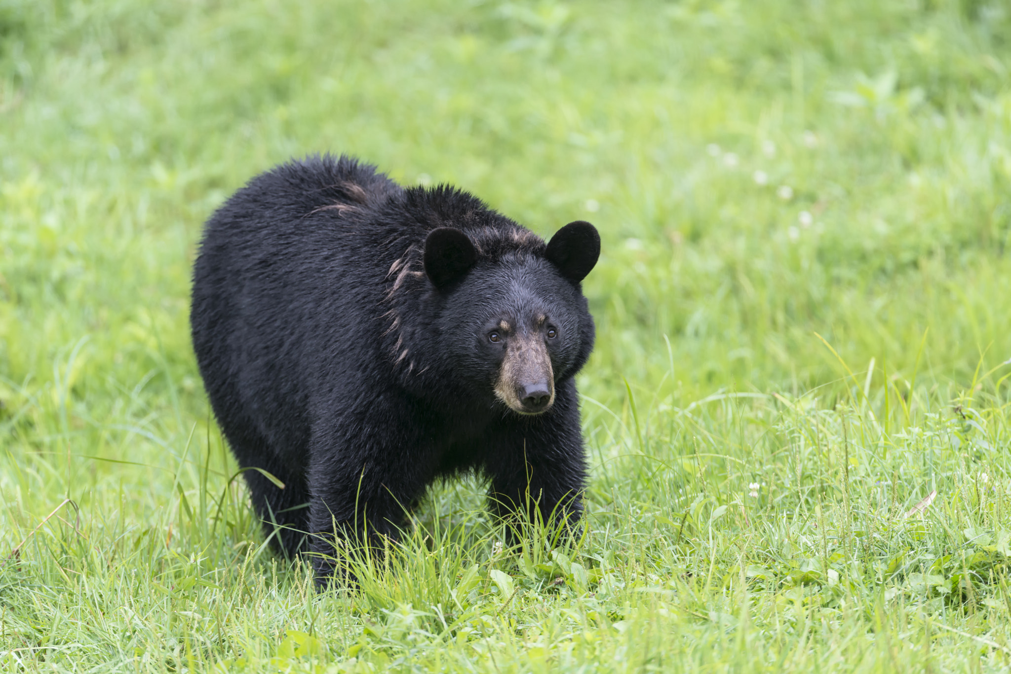 Nikon D800 + Nikon AF-S Nikkor 600mm F4G ED VR sample photo. In the grass... photography