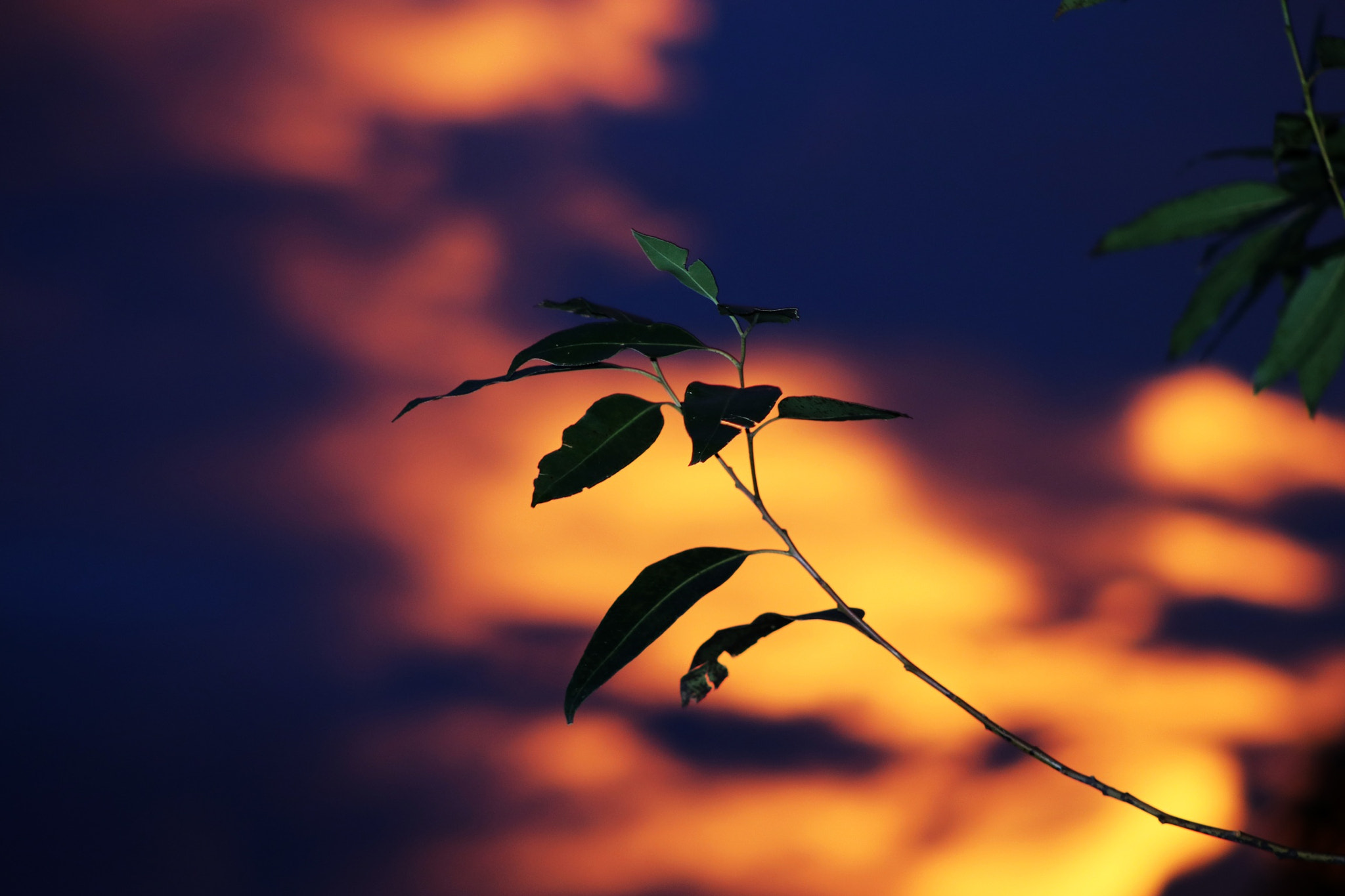 Canon EOS 80D + EF75-300mm f/4-5.6 sample photo. Evening in sri lanka photography