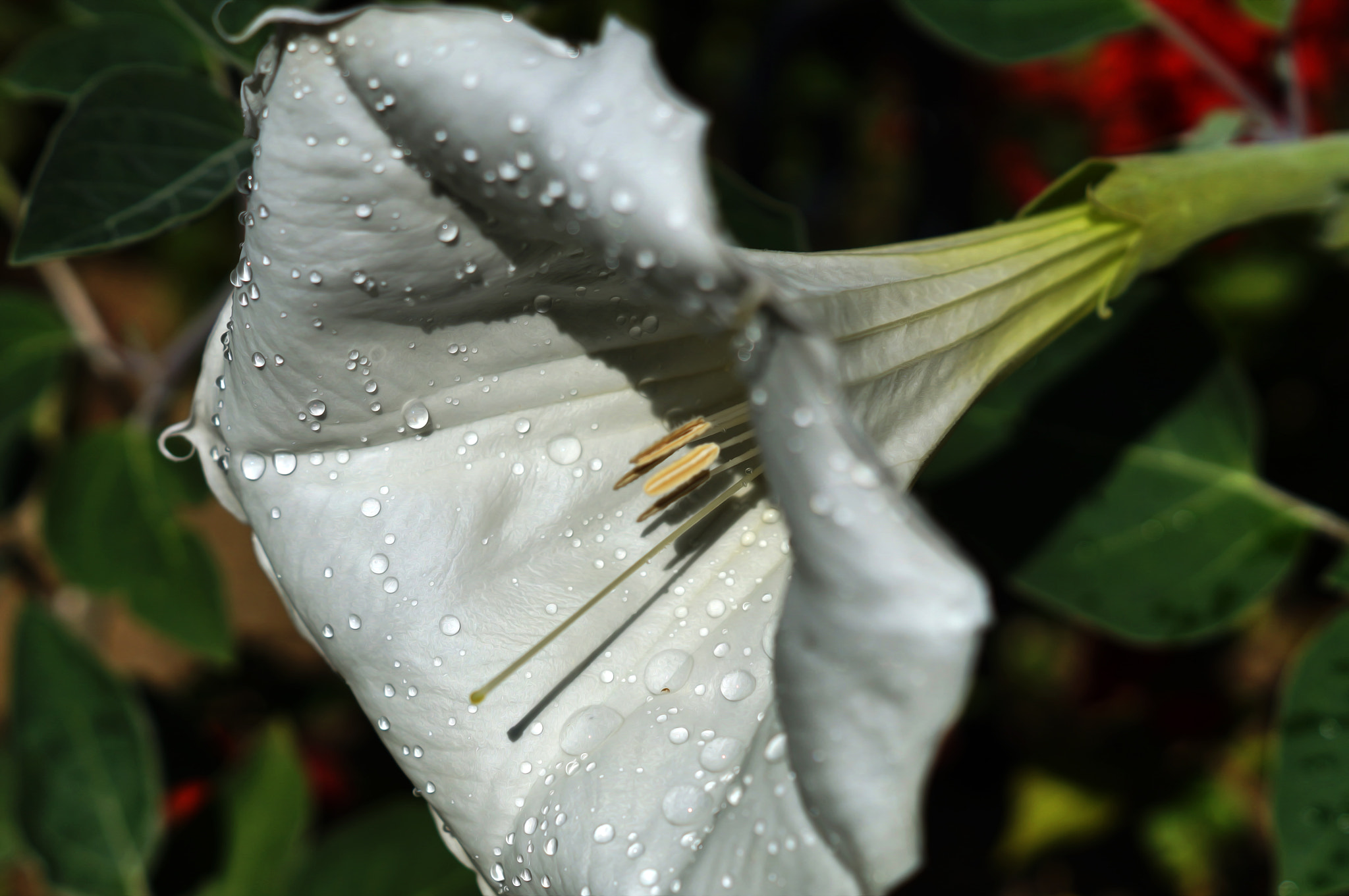 Sony SLT-A37 + Sony DT 50mm F1.8 SAM sample photo. Beyaz.... photography