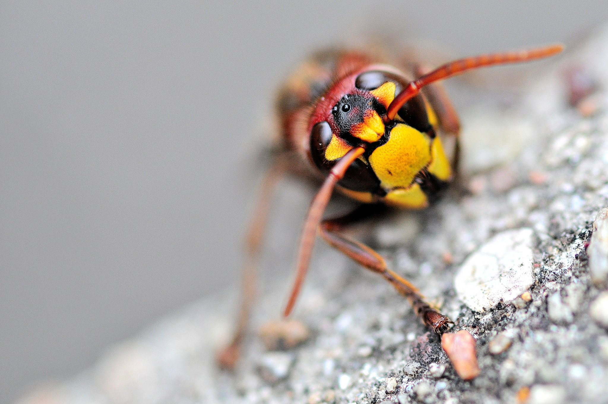 Sigma 105mm F2.8 EX DG Macro sample photo. Hornet photography