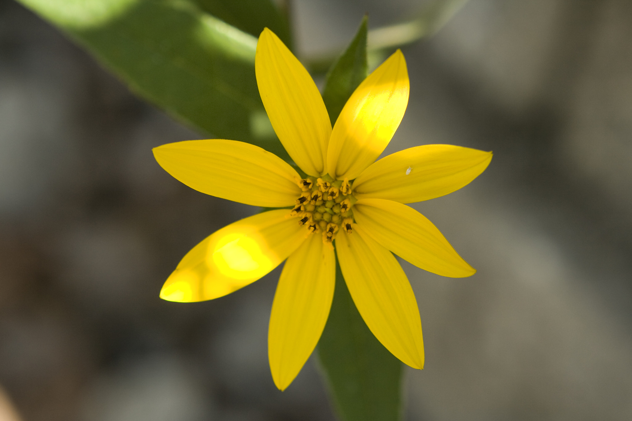 Canon EOS 400D (EOS Digital Rebel XTi / EOS Kiss Digital X) sample photo. Yellow wild flower photography