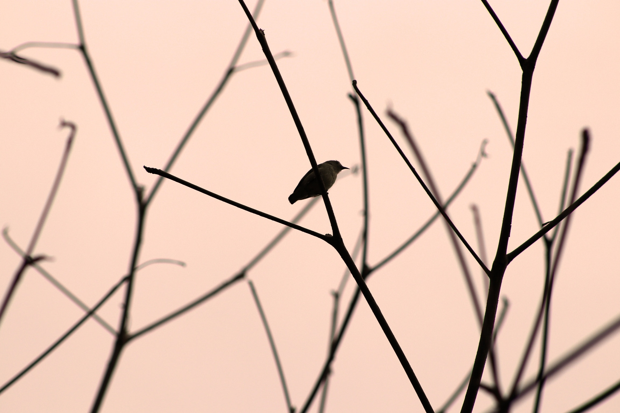 Canon EOS 80D + EF75-300mm f/4-5.6 sample photo. Bird photography