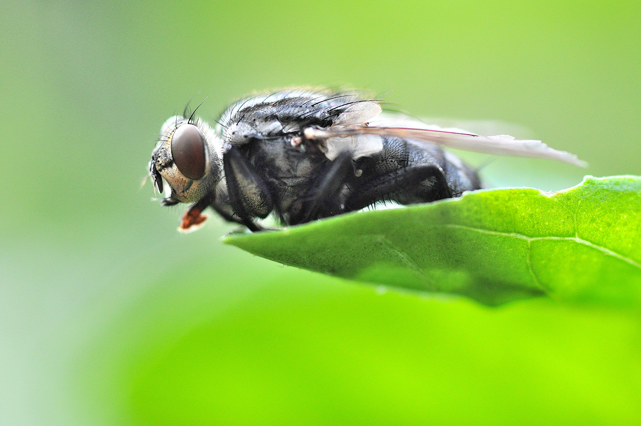 Sigma 105mm F2.8 EX DG Macro sample photo. Moscow photography