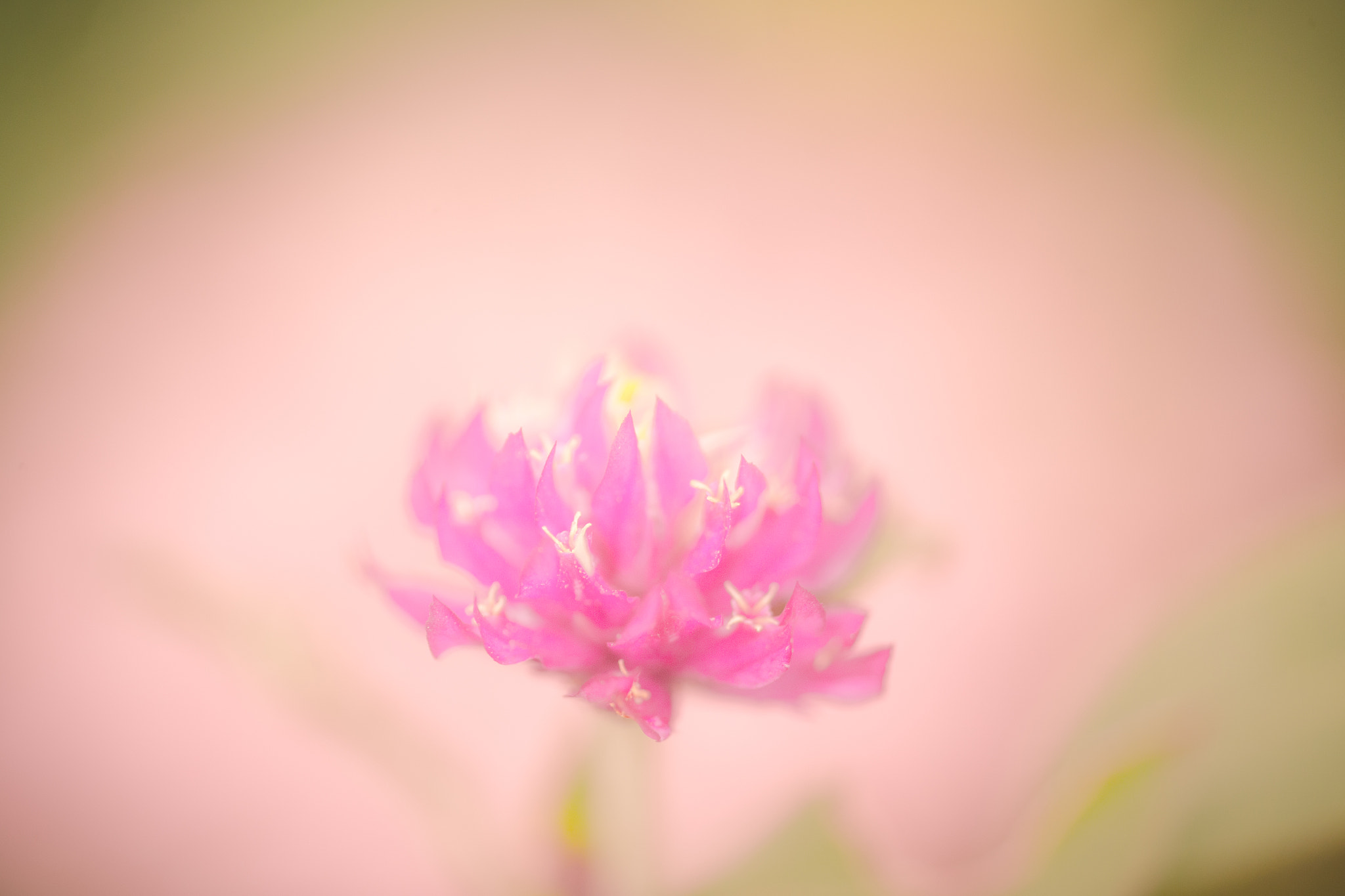 Canon EF 180mm F3.5L Macro USM sample photo. Fantasy photography