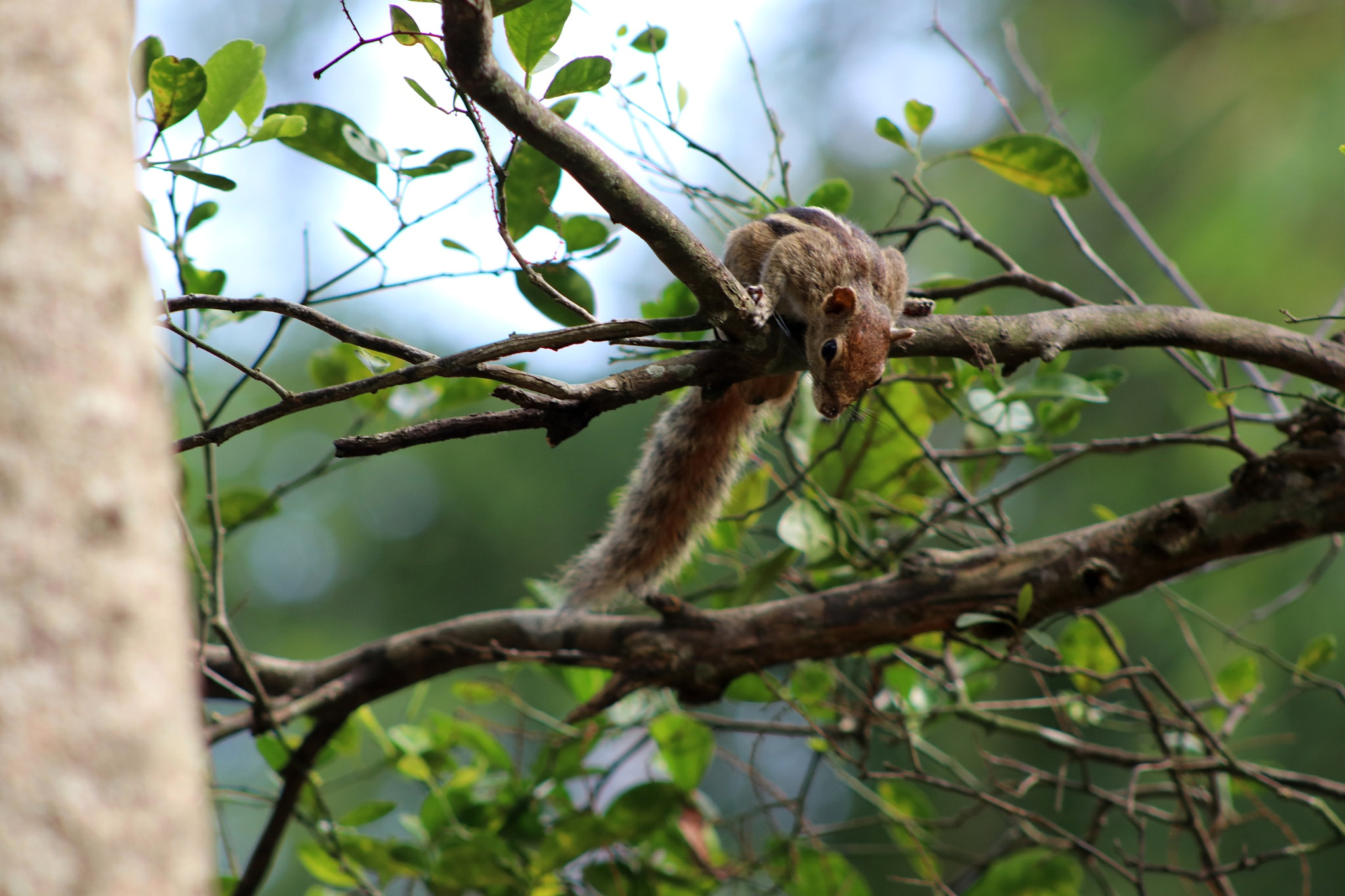 Canon EOS 80D + EF75-300mm f/4-5.6 sample photo. Squirrel photography