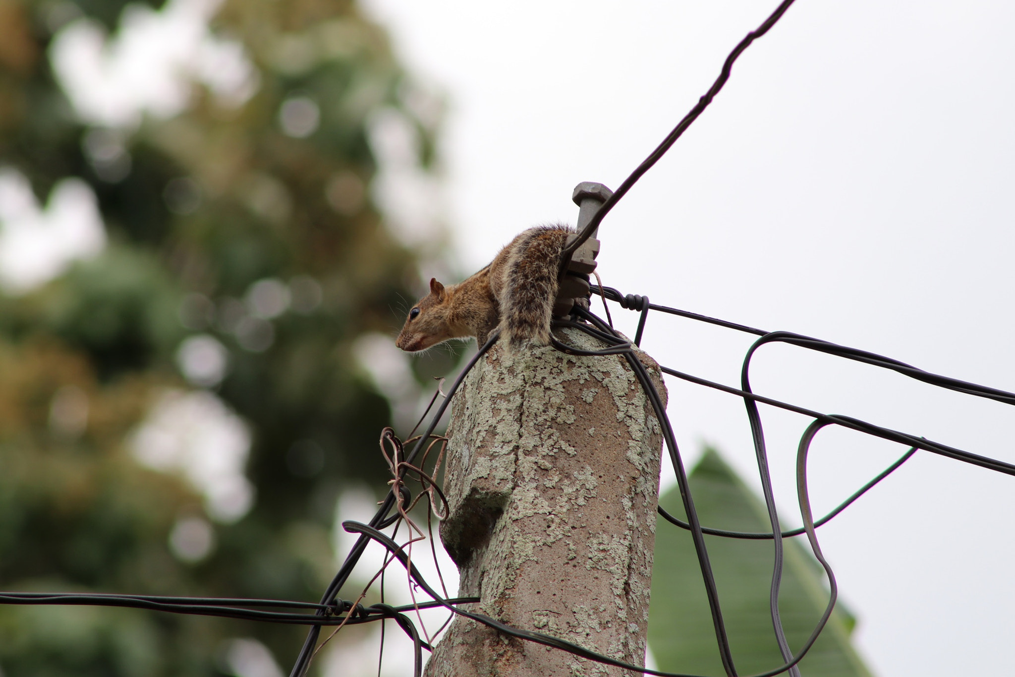 Canon EOS 80D + EF75-300mm f/4-5.6 sample photo. Squirrel in my garden photography