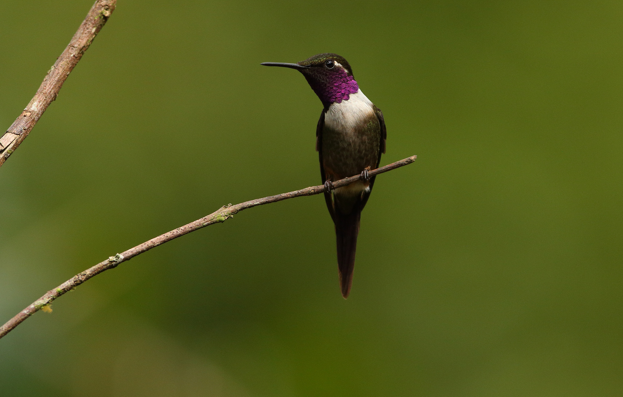 Canon EF 300mm F2.8L IS USM sample photo. Calliphlox mitchellii - purple-throated woodstar photography