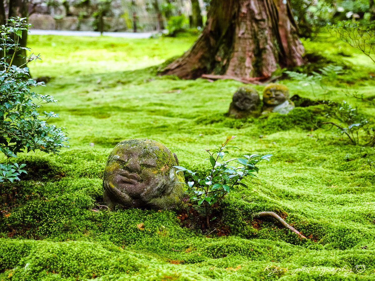 Olympus OM-D E-M1 + Olympus Zuiko Digital 14-54mm F2.8-3.5 II sample photo. 圓光寺 photography