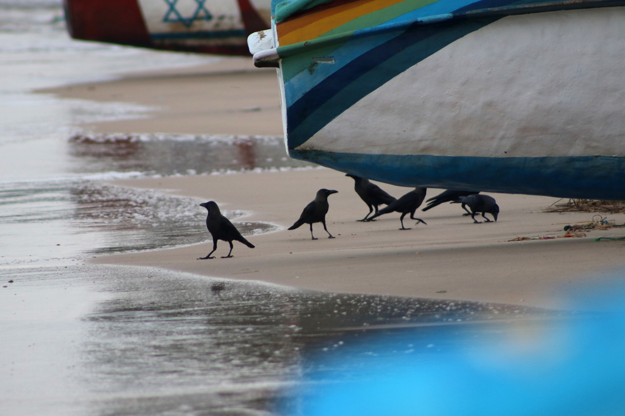 Canon EOS 80D + EF75-300mm f/4-5.6 sample photo. Weligama brach sri lanka photography