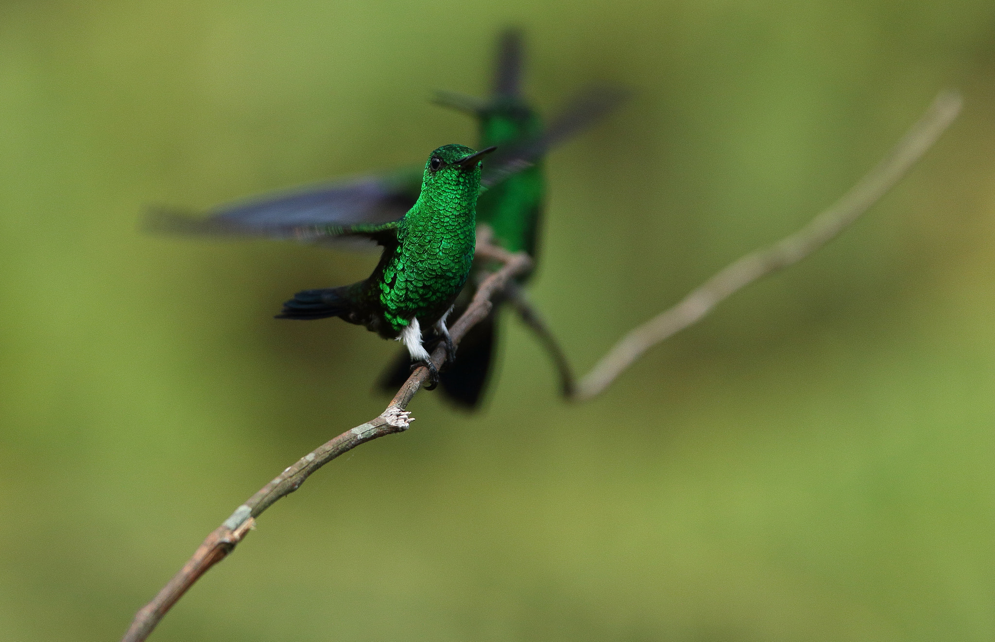 Canon EF 300mm F2.8L IS USM sample photo. Chlorostilbon melanorhynchus - esmeralda occidenta photography