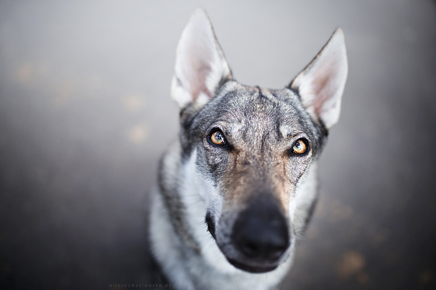 Sigma 35mm F1.4 DG HSM Art sample photo. Devil inside photography