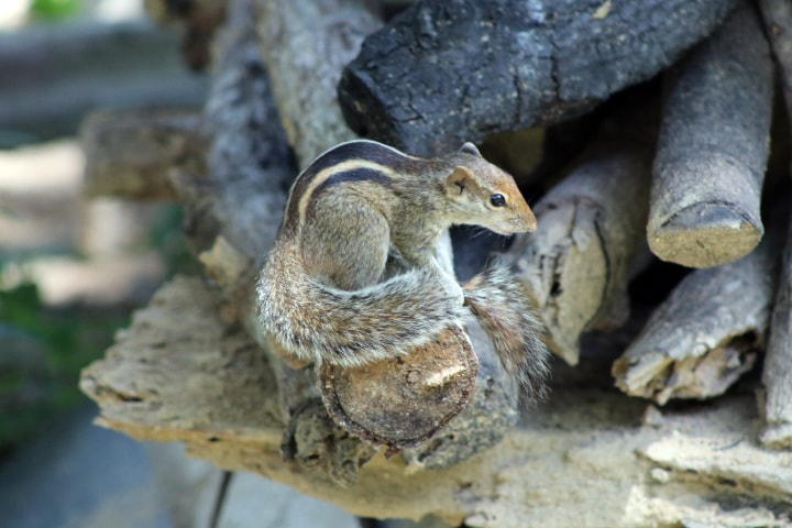 Canon EOS 80D + EF75-300mm f/4-5.6 sample photo. Squirrel photography