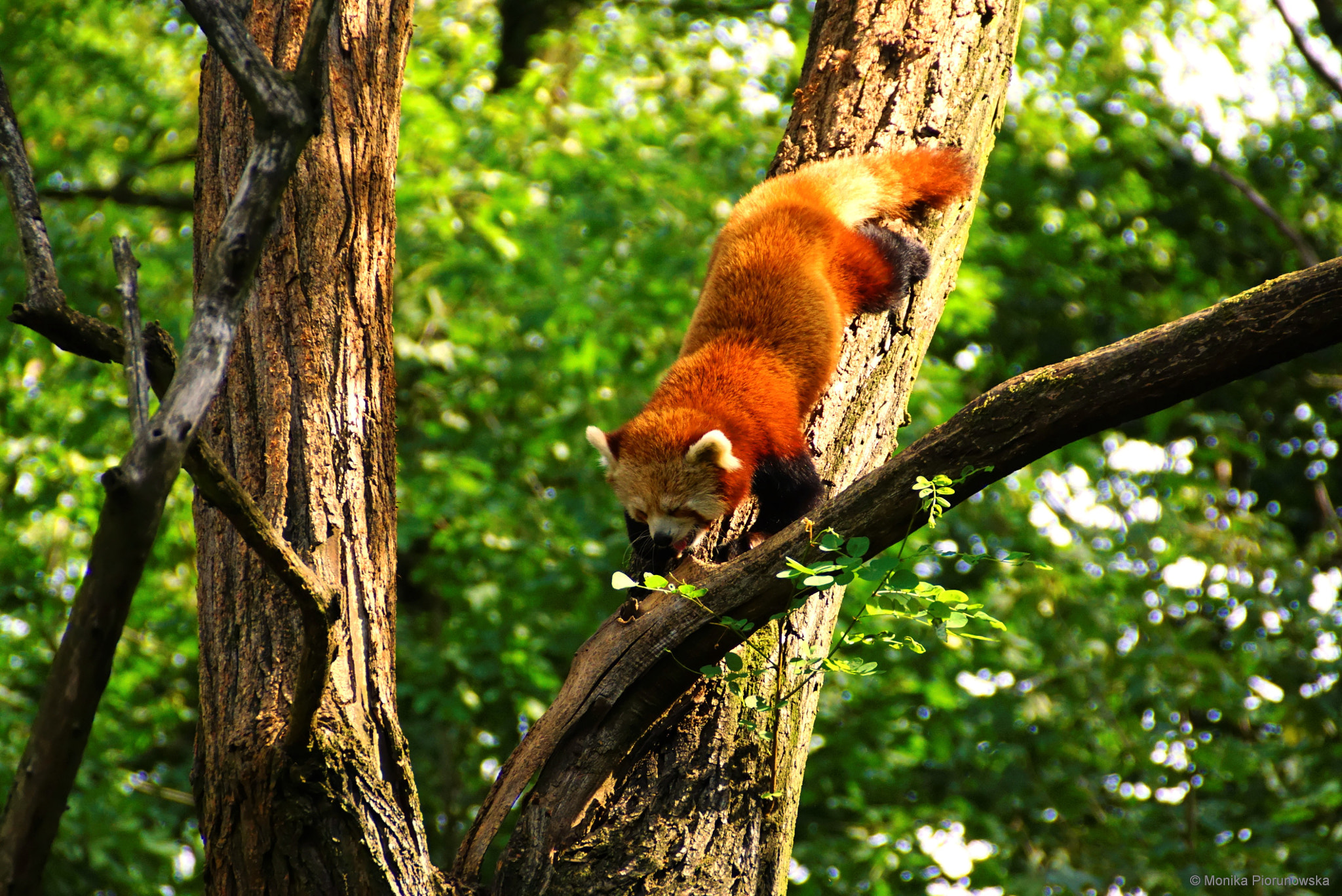 Sony ILCA-77M2 + Sony DT 18-200mm F3.5-6.3 sample photo. Red panda photography