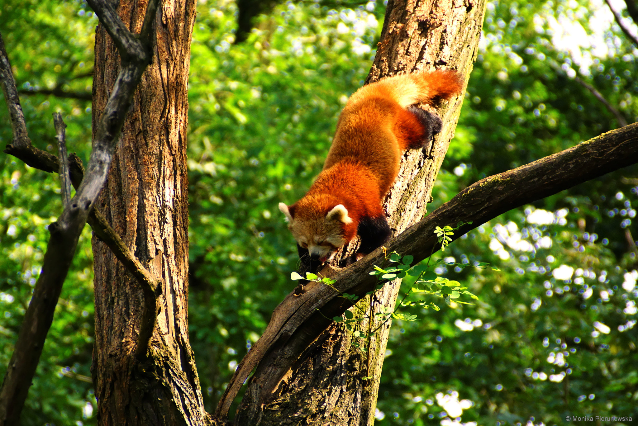 Sony DT 18-200mm F3.5-6.3 sample photo. Red panda photography