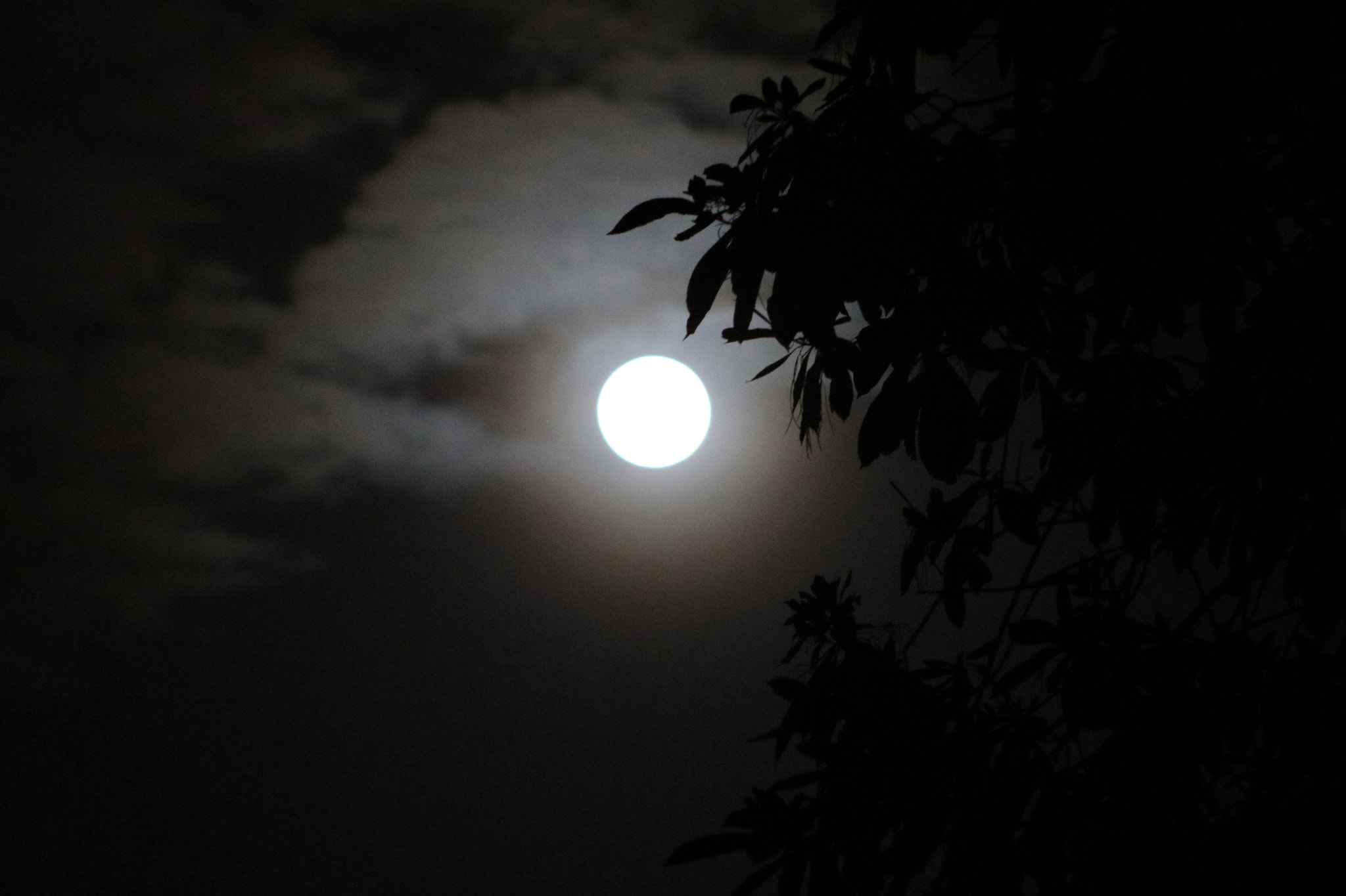Canon EOS 80D + EF75-300mm f/4-5.6 sample photo. Moonlight moonshine photography